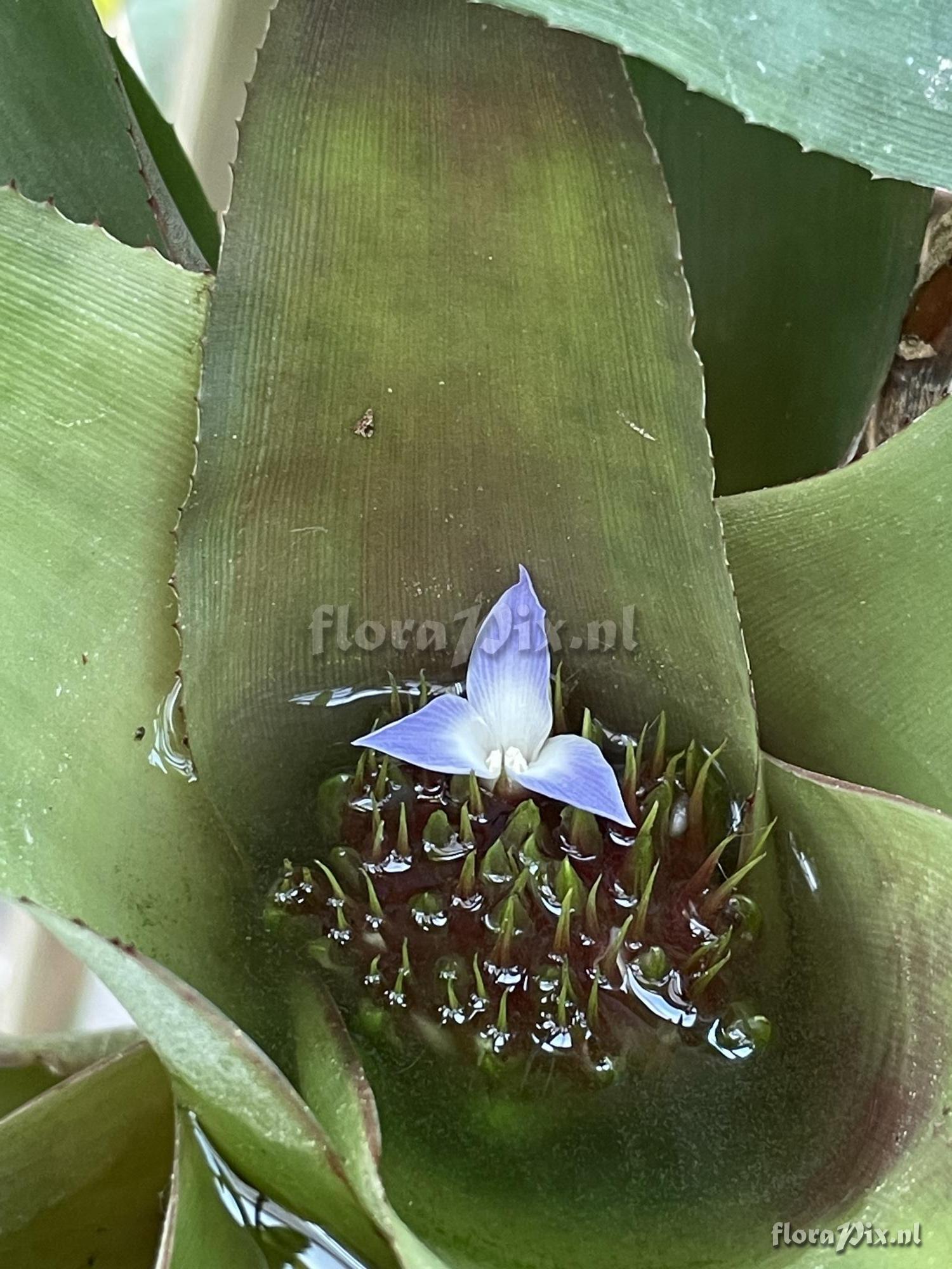 Neoregelia sapiatibensis