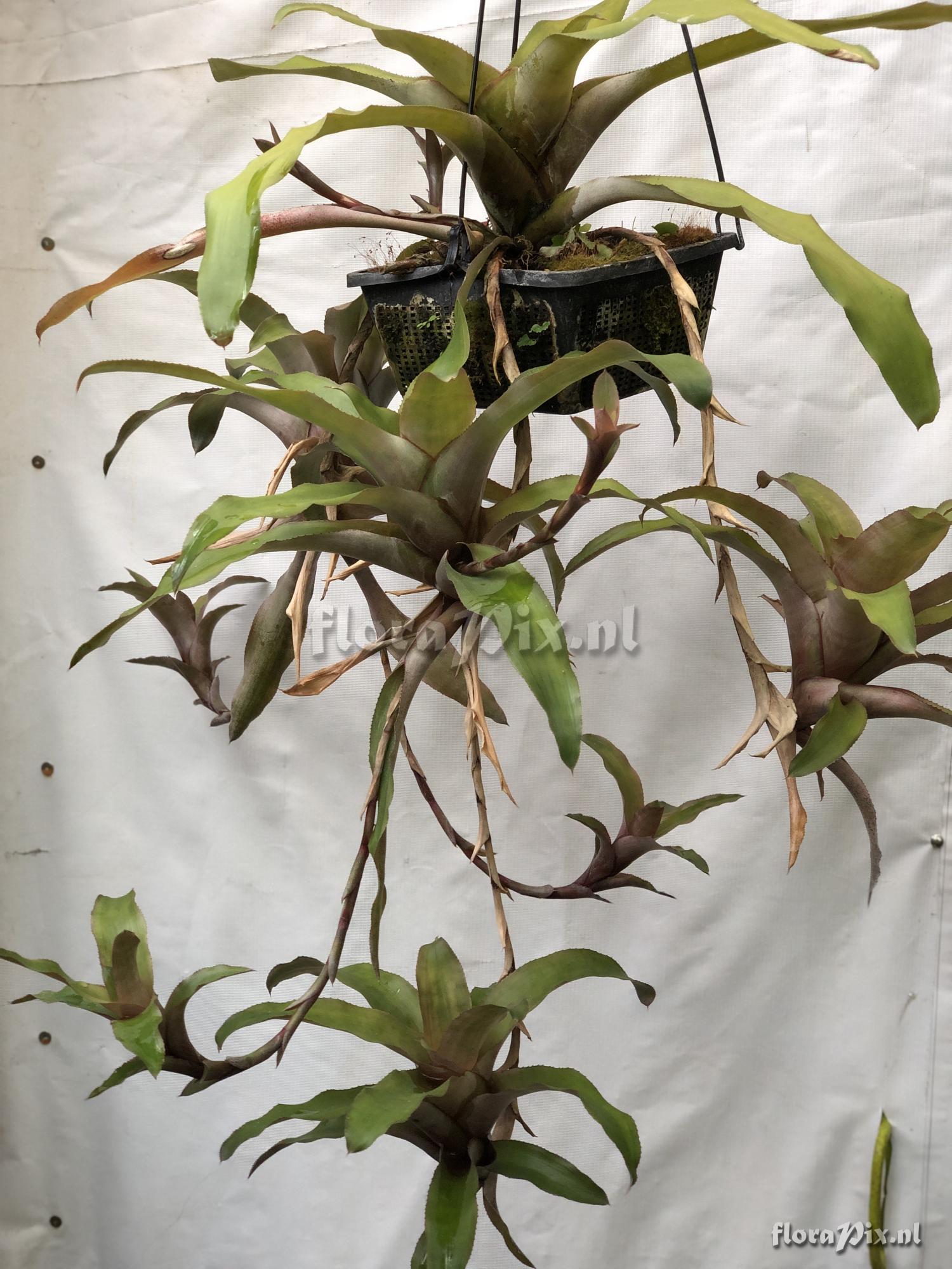 Neoregelia sapiatibensis