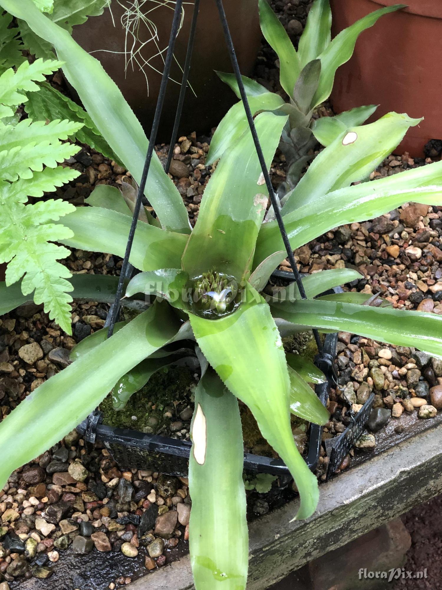 Neoregelia sapiatibensis