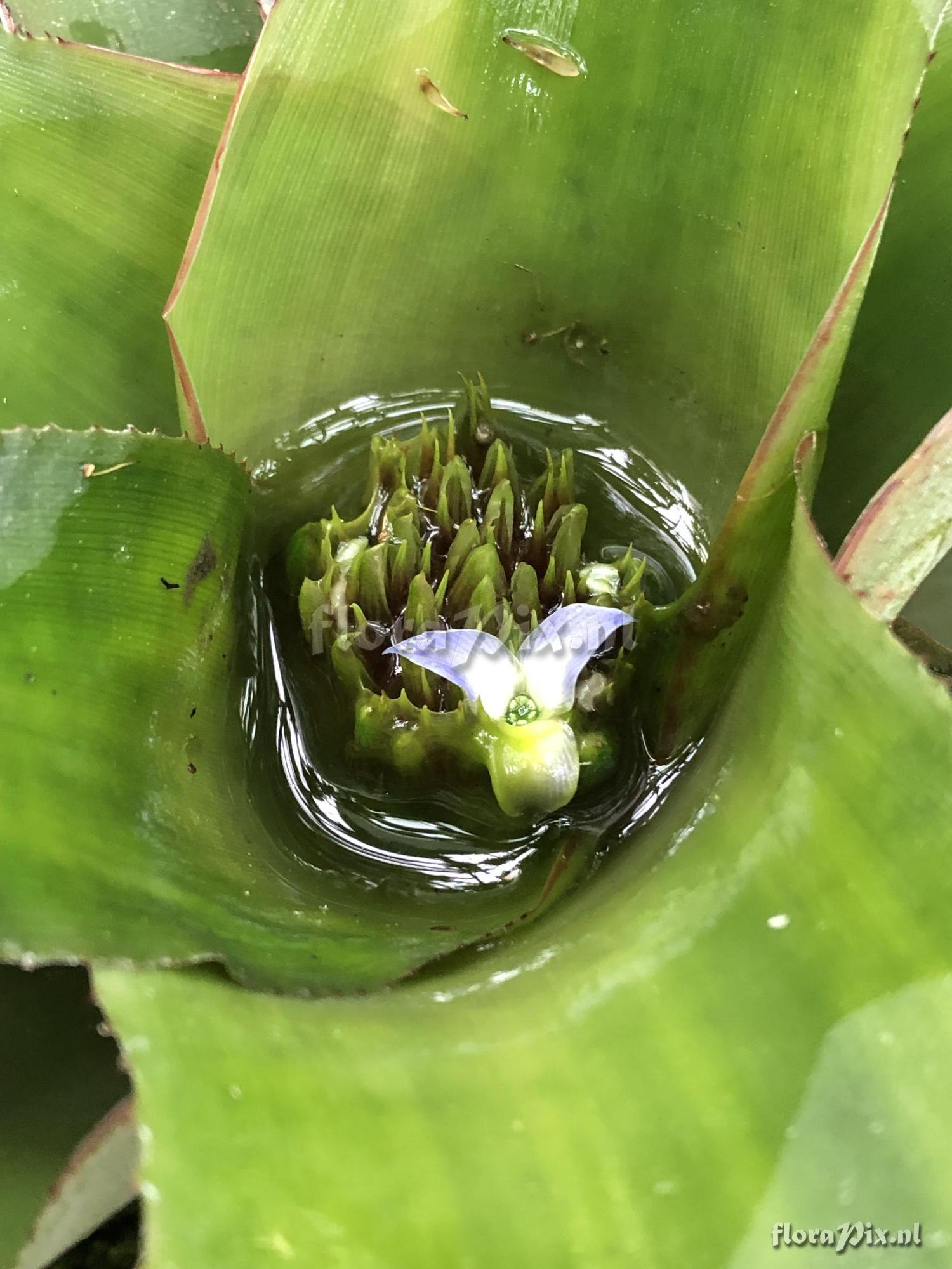 Neoregelia sapiatibensis