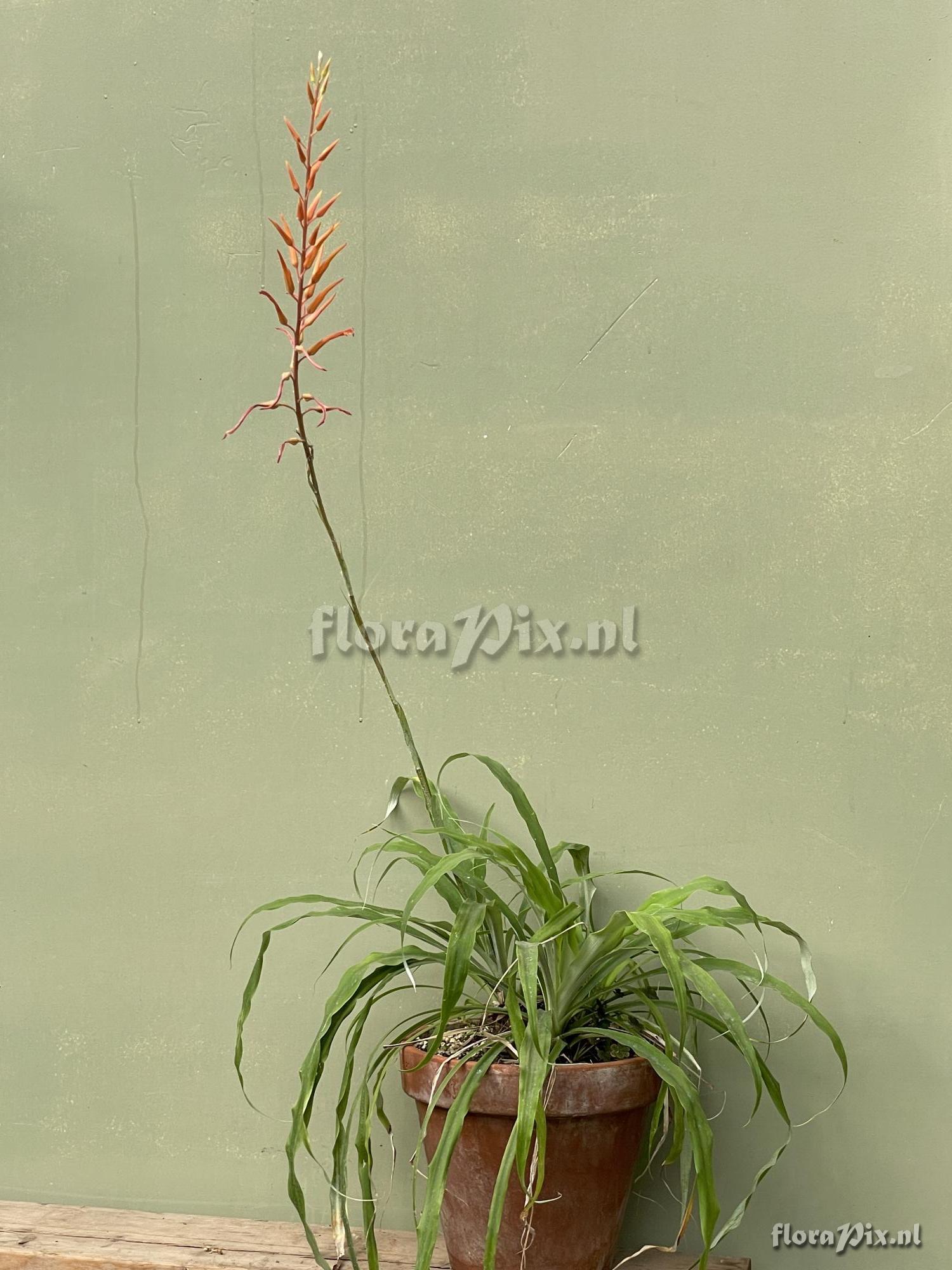 Pitcairnia schultzei