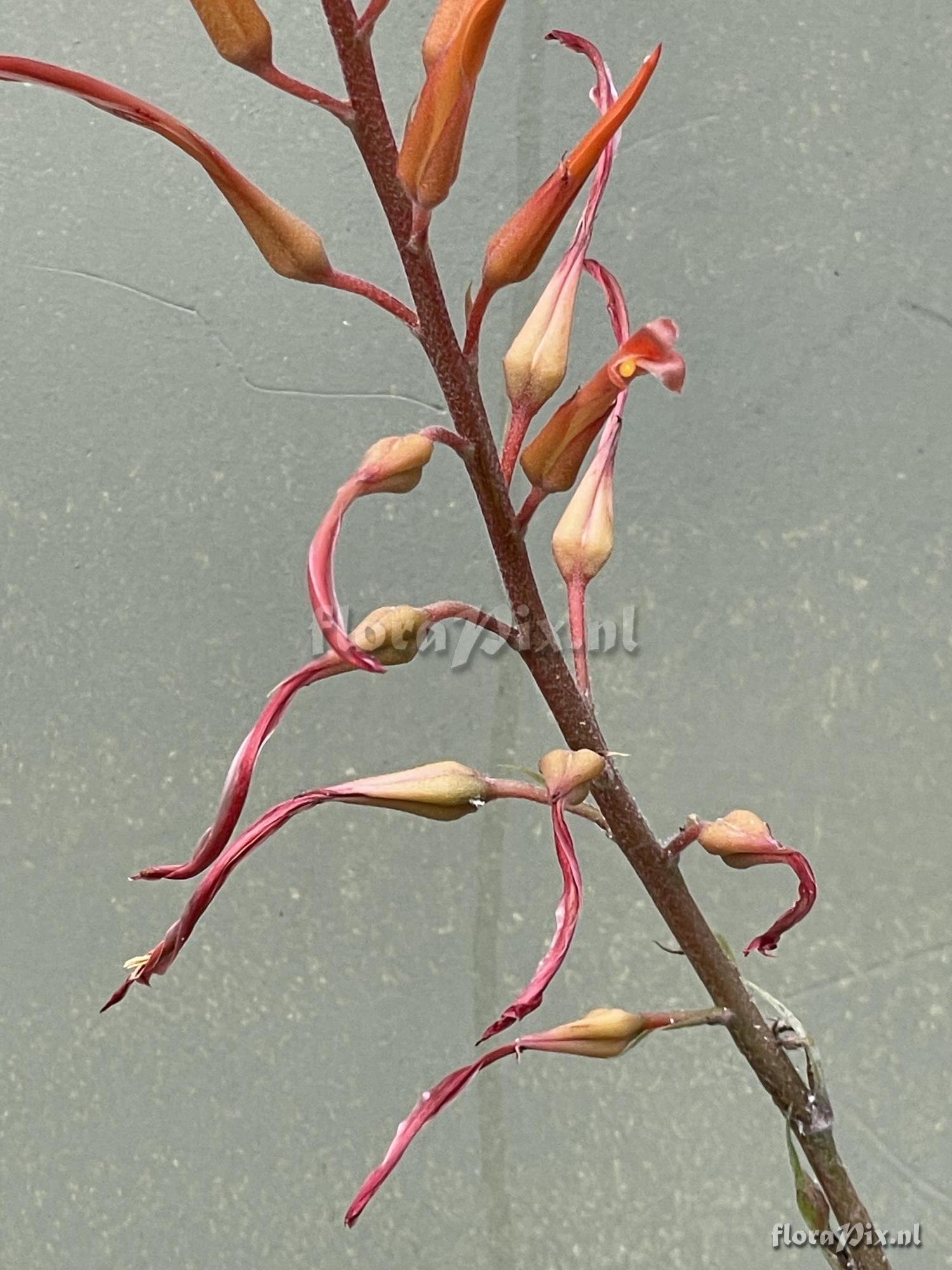 Pitcairnia schultzei