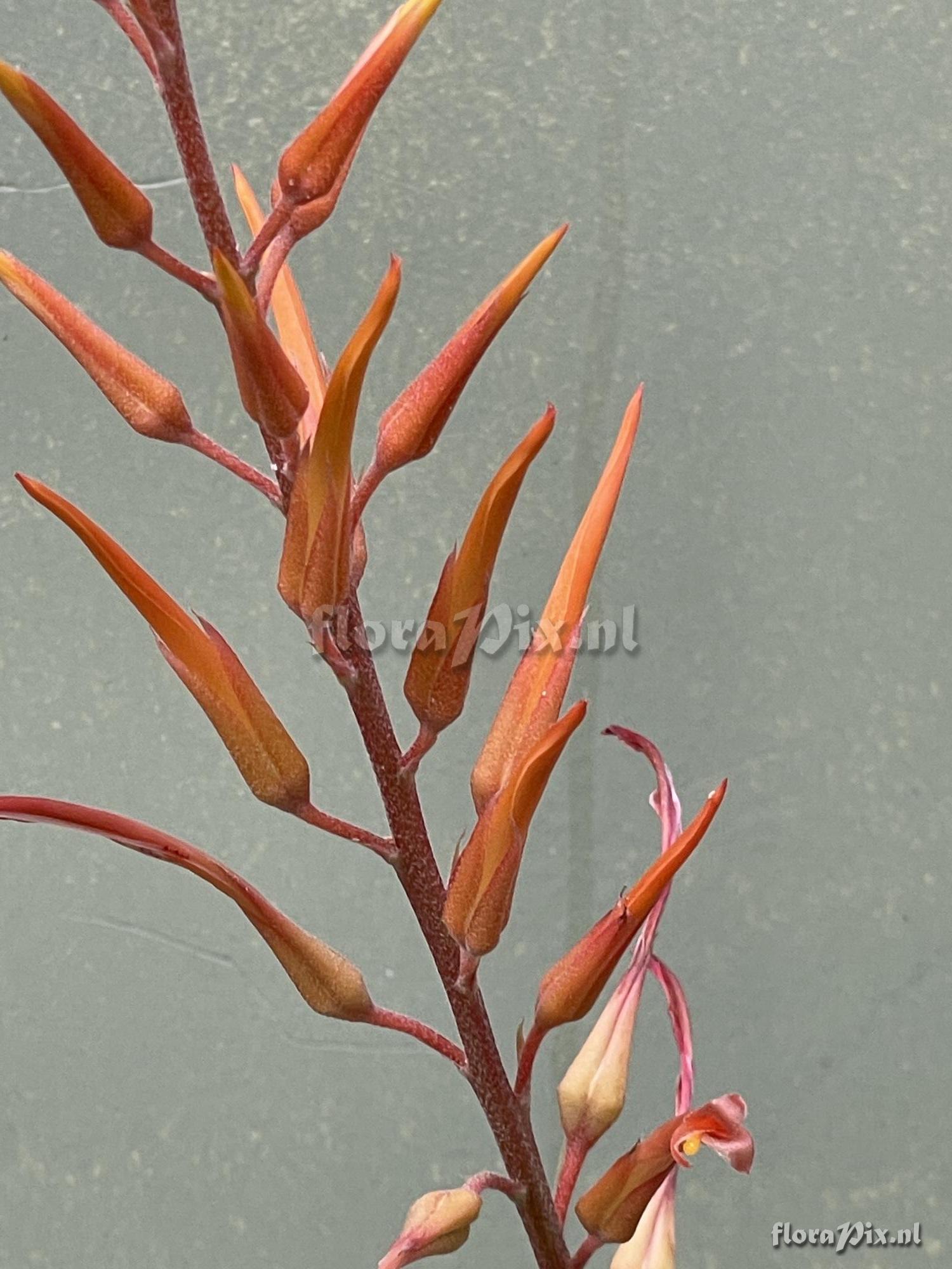 Pitcairnia schultzei