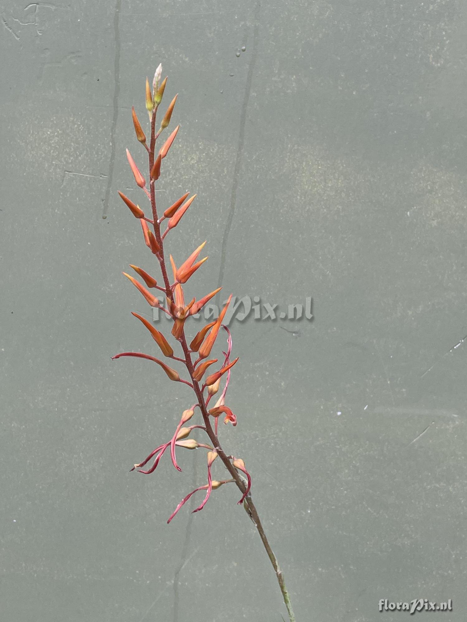 Pitcairnia schultzei