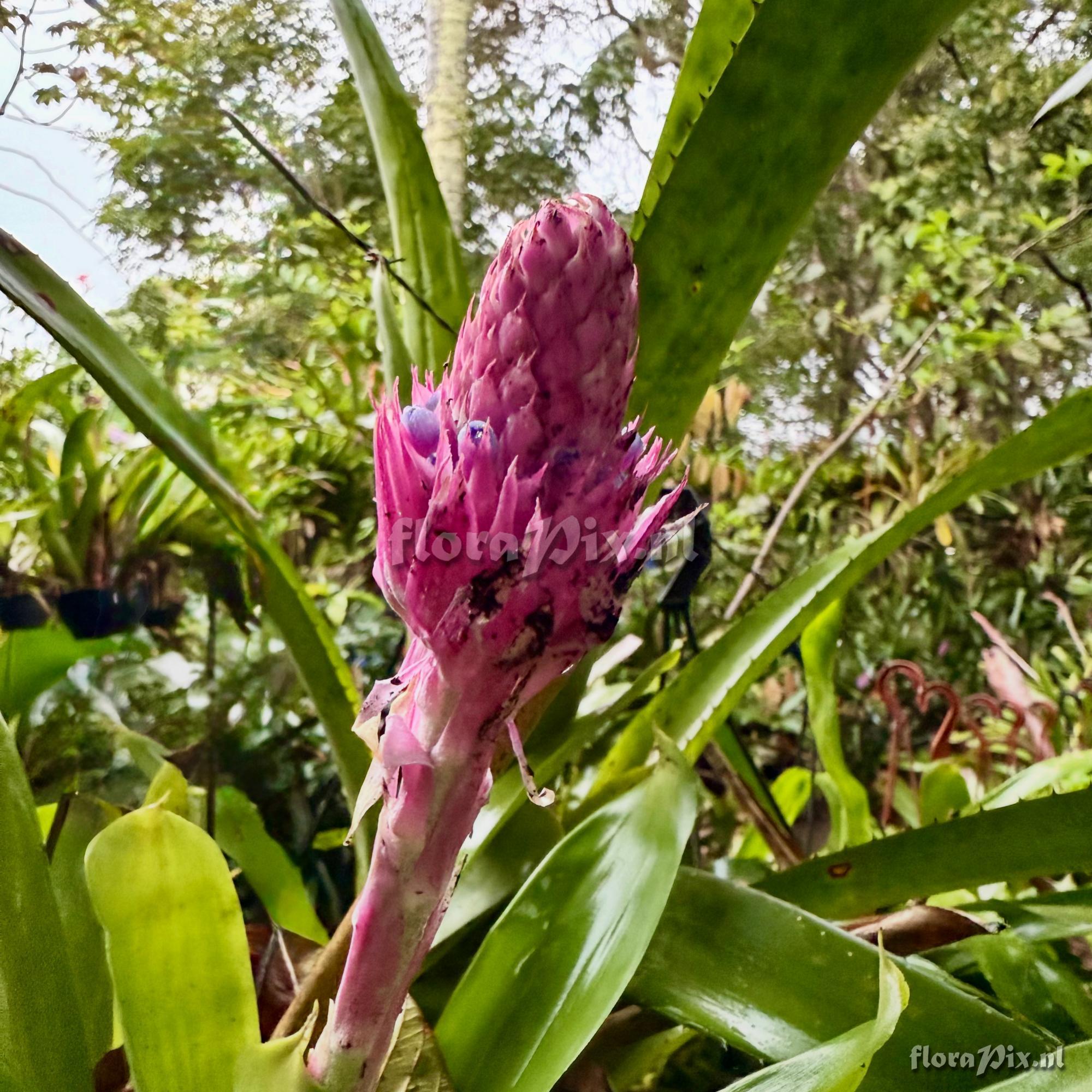 Aechmea sp.