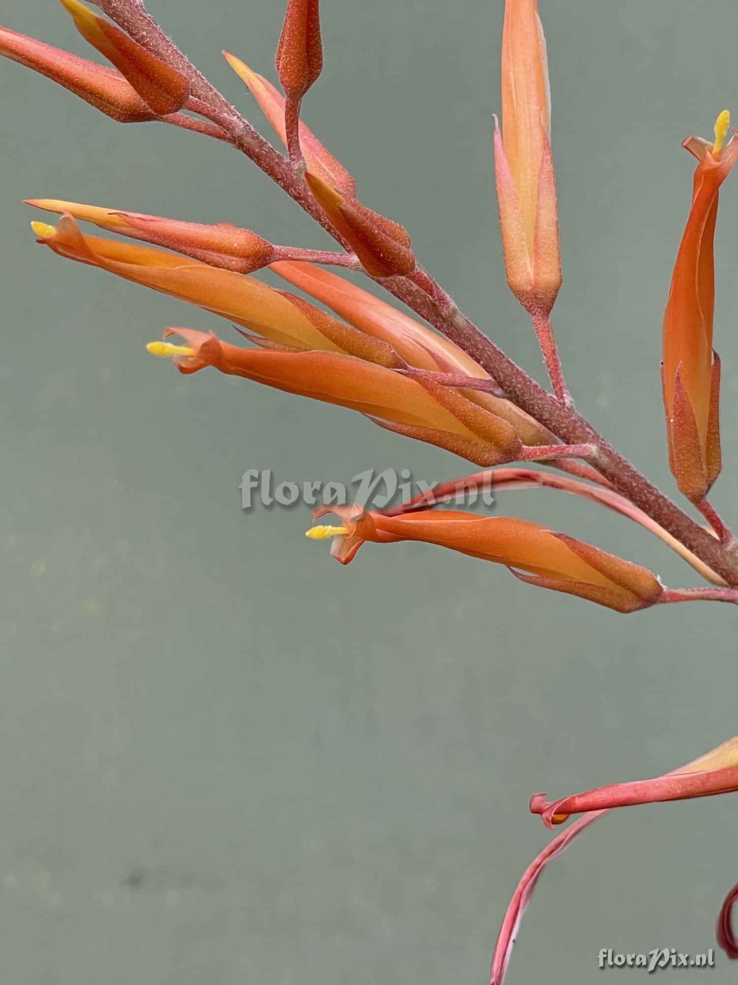 Pitcairnia schultzei