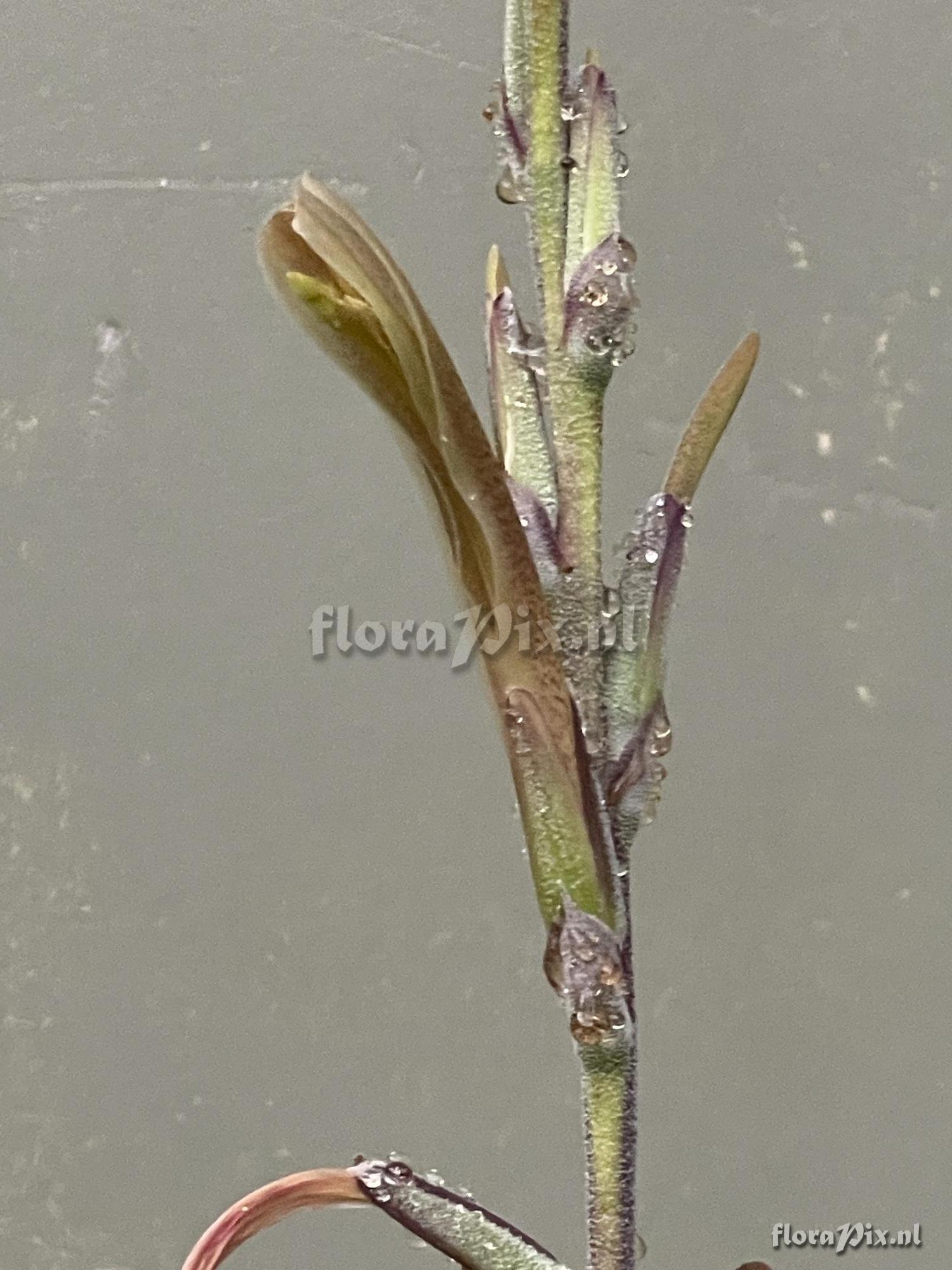 Pitcairnia aureobrunnea