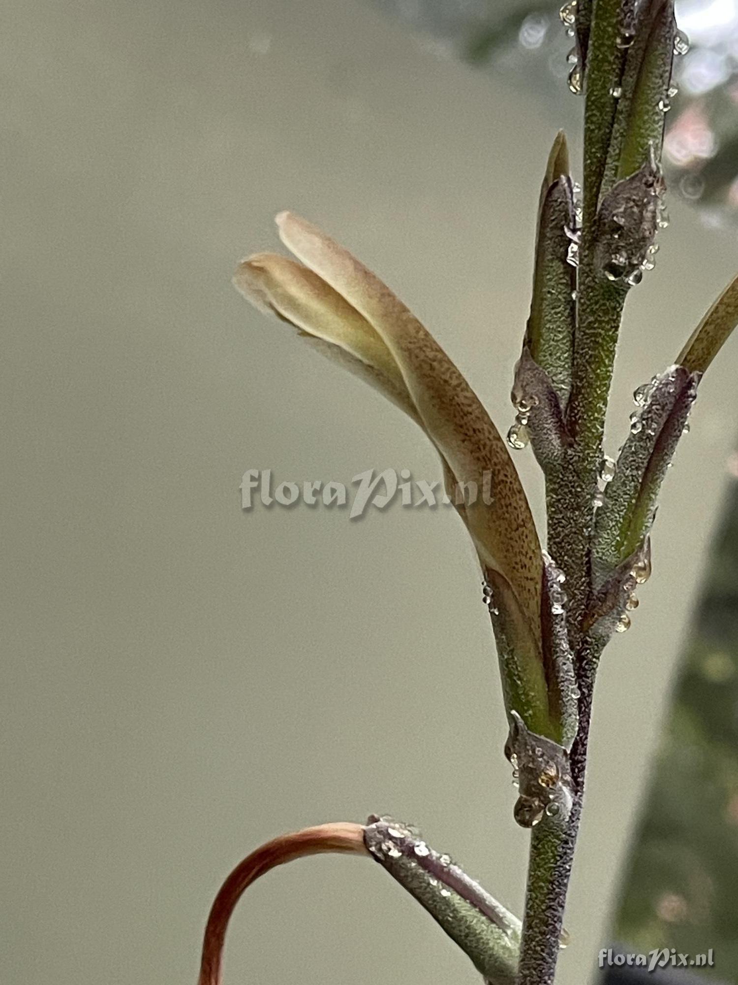 Pitcairnia aureobrunnea