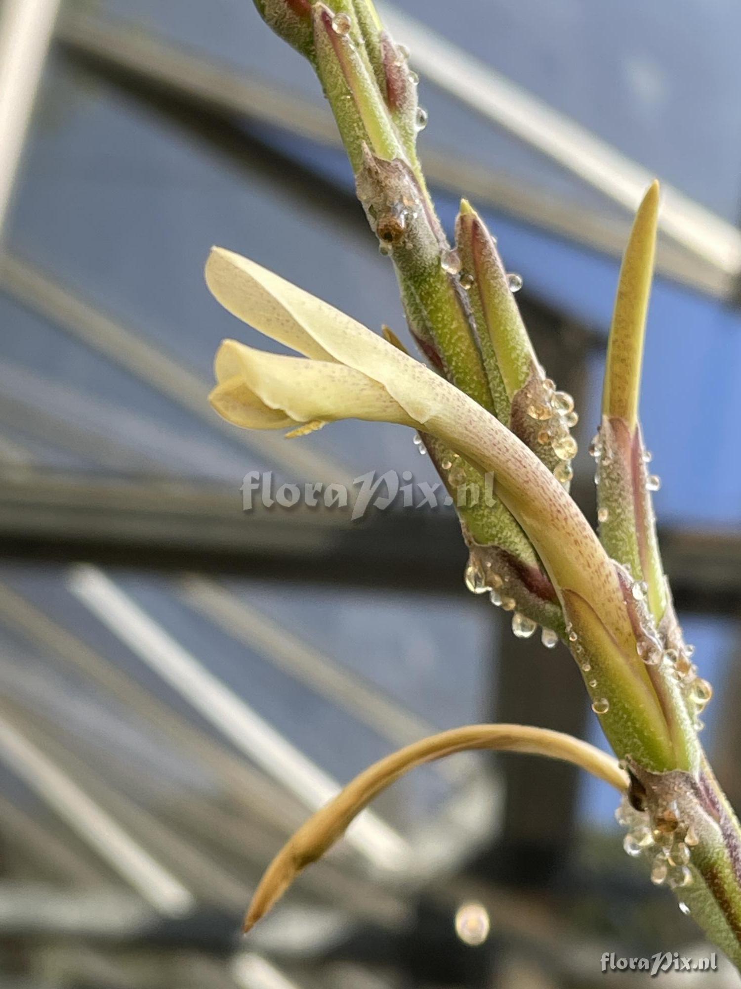 Pitcairnia aureobrunnea