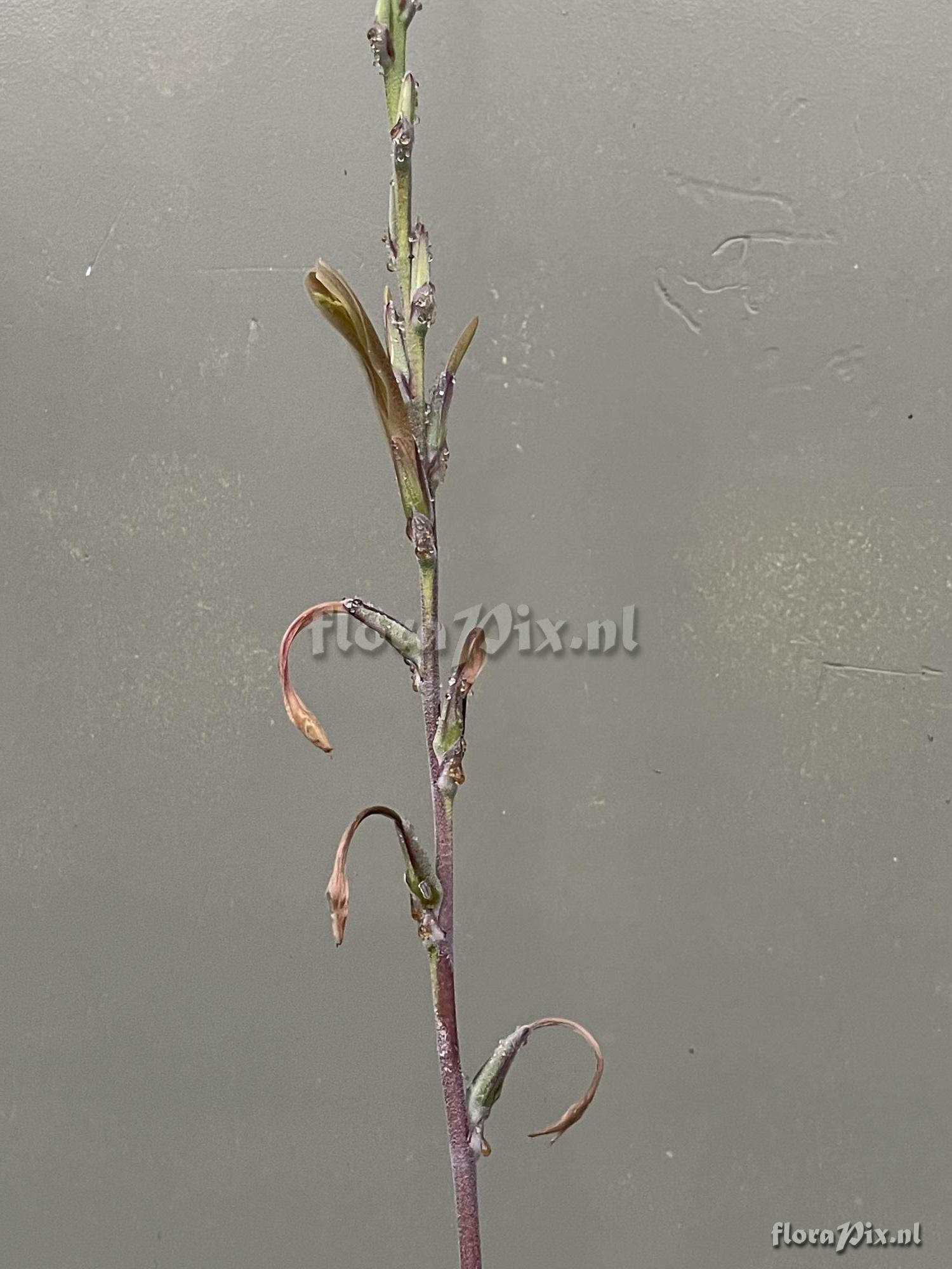 Pitcairnia aureobrunnea