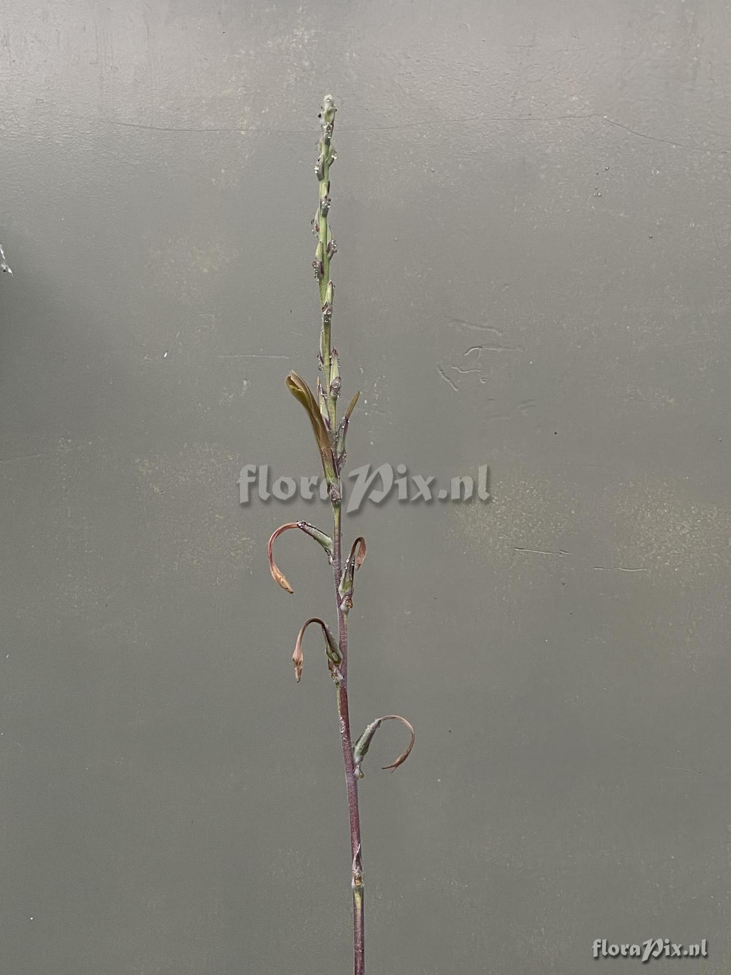 Pitcairnia aureobrunnea