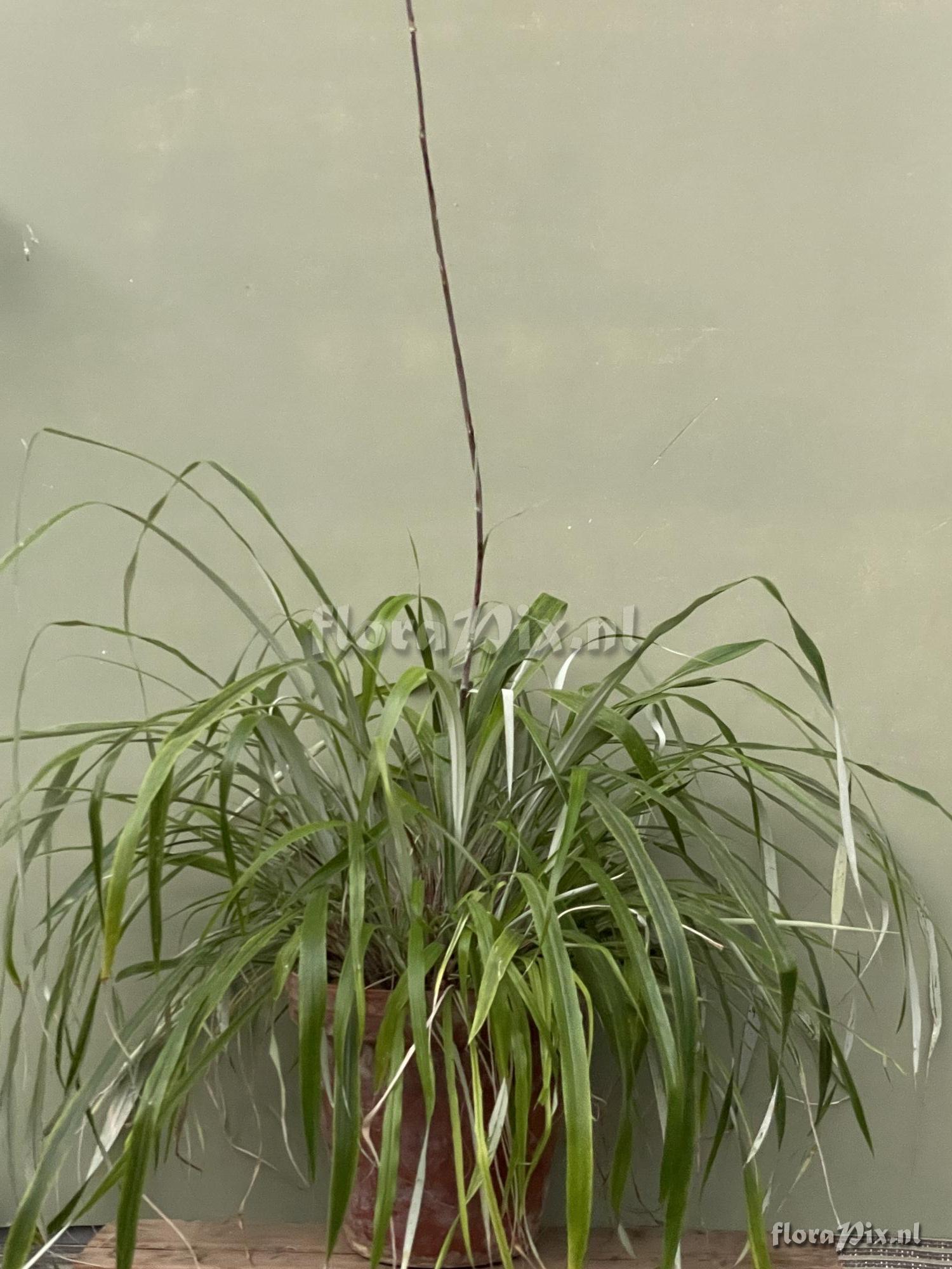 Pitcairnia aureobrunnea