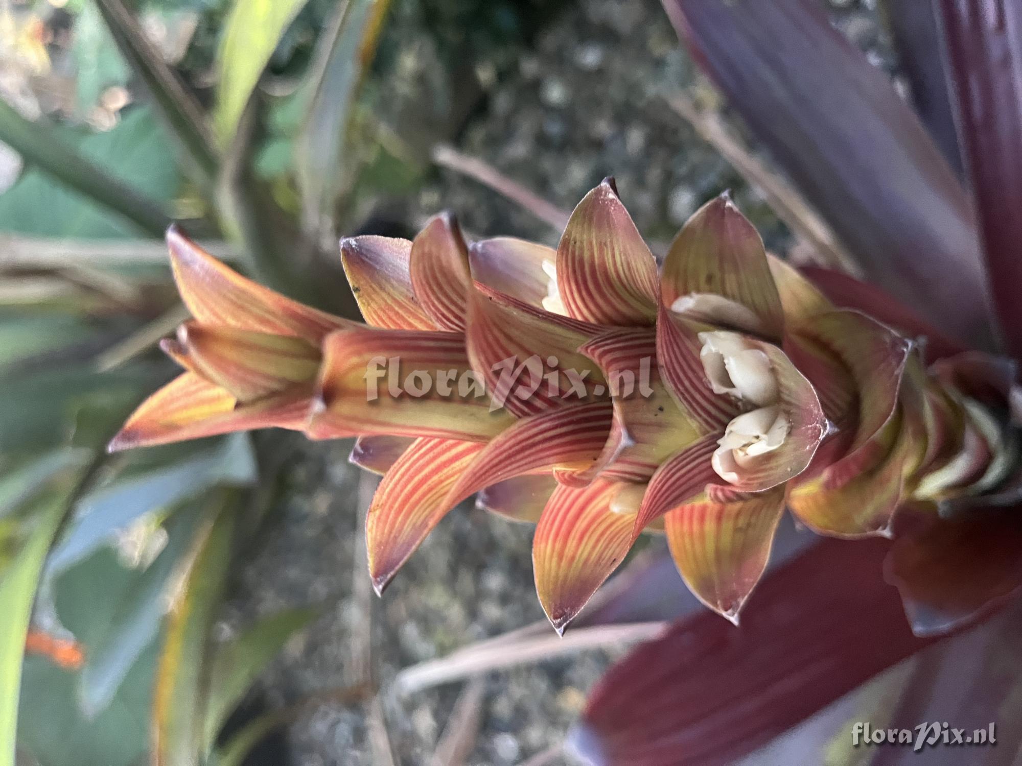 Guzmania 