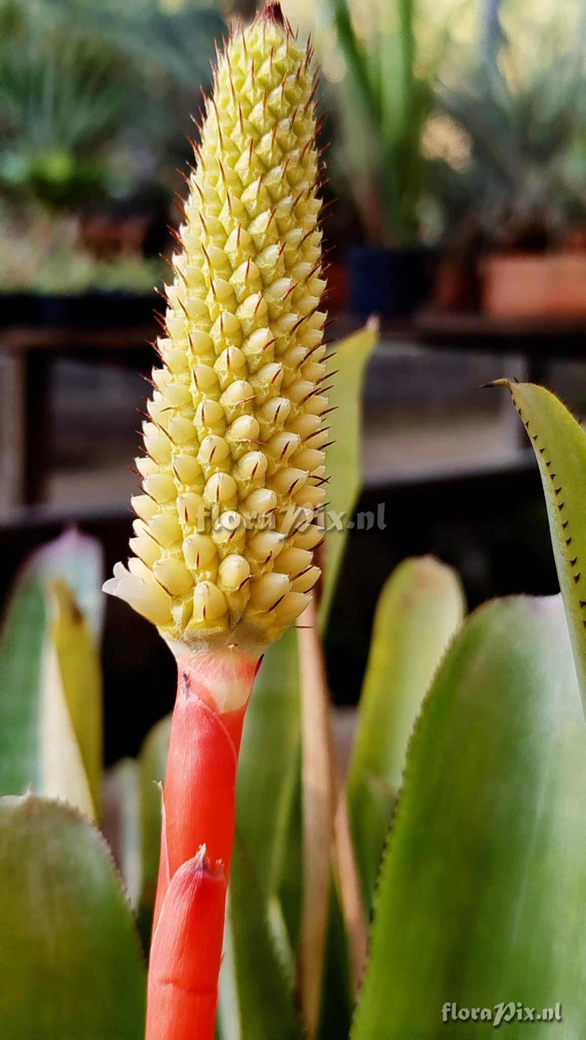 Aechmea guarapariensis