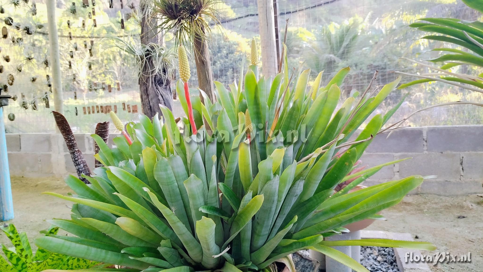 Aechmea guarapariensis