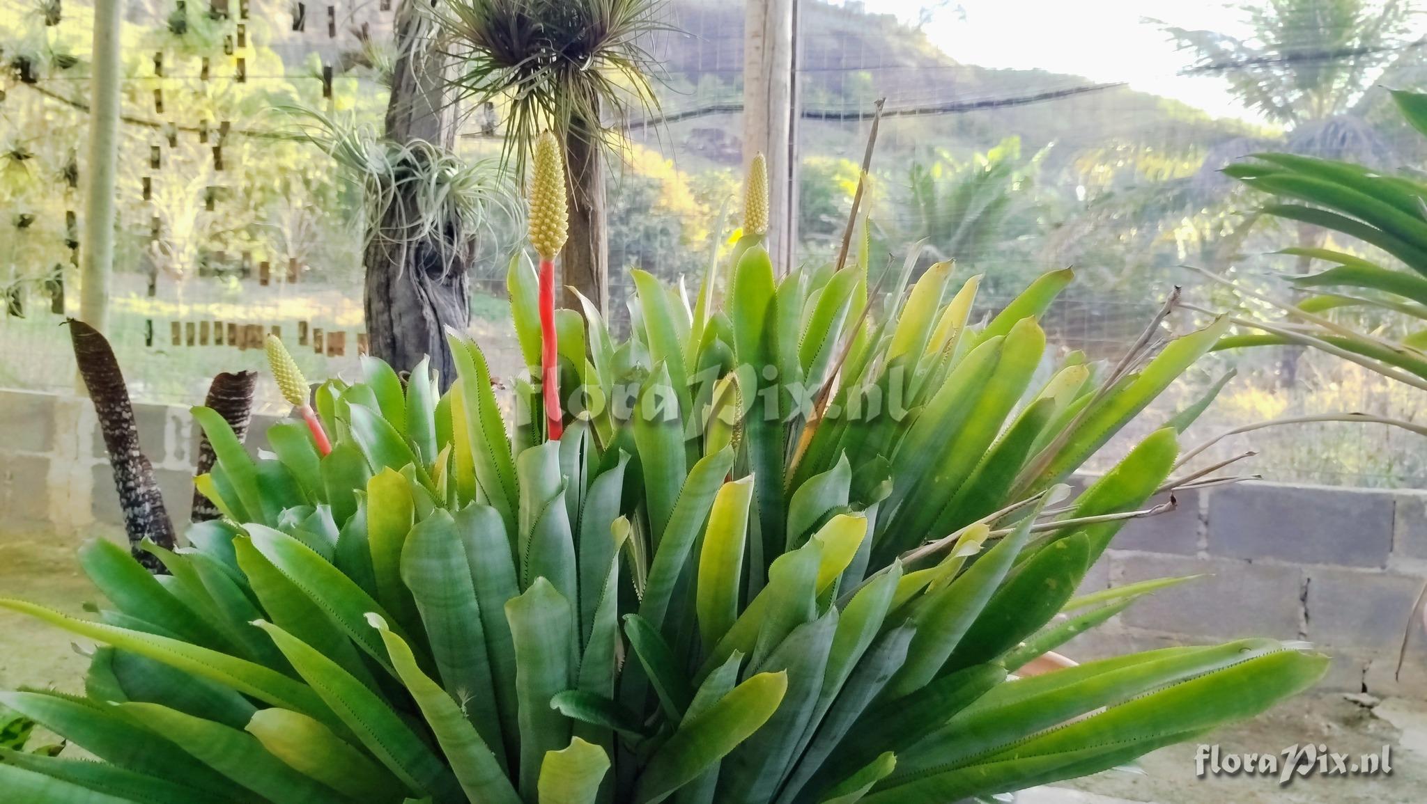 Aechmea guarapariensis