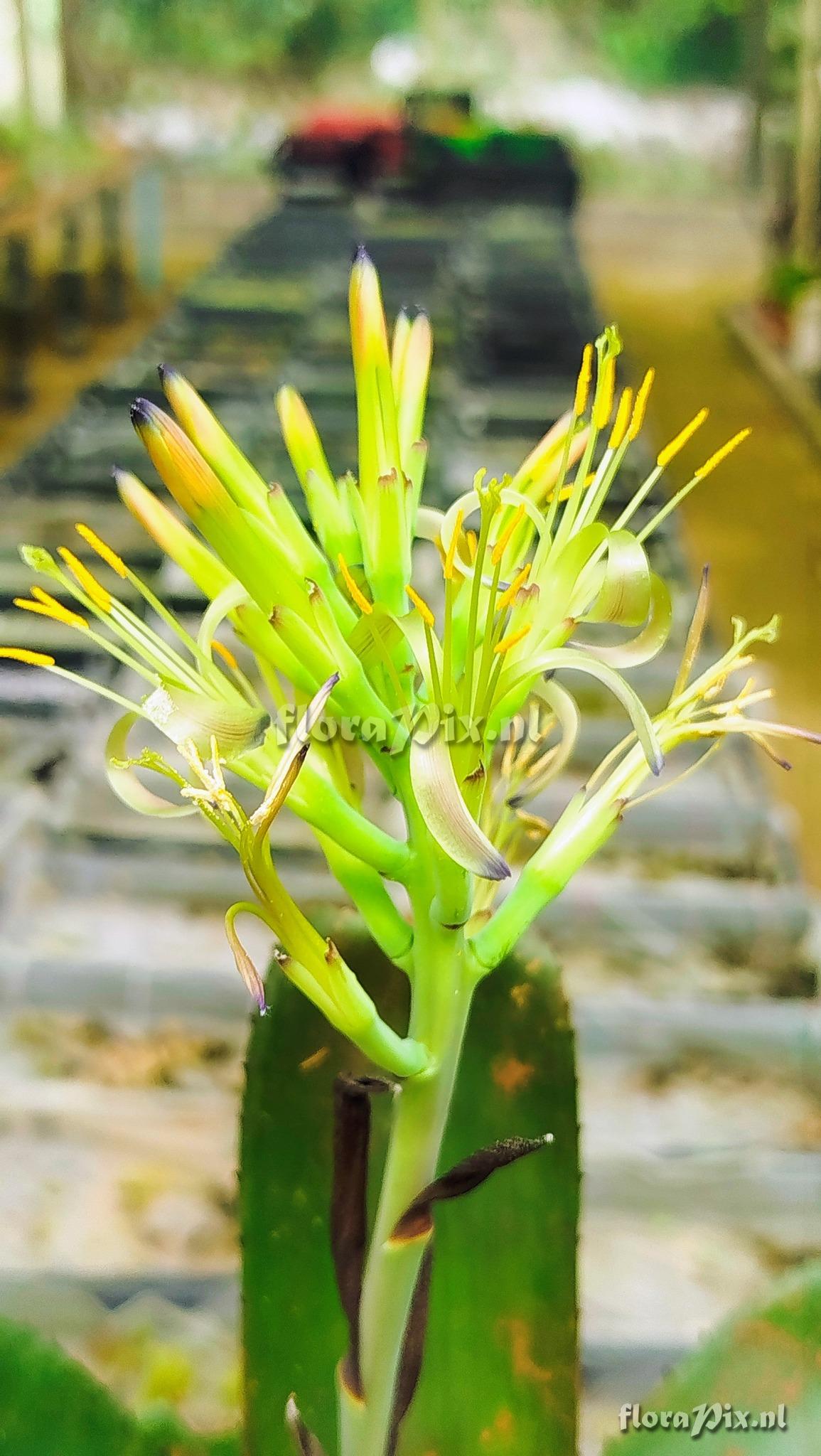 Billbergia horrida