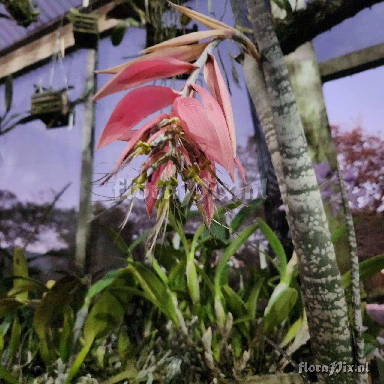 Billbergia meyeri