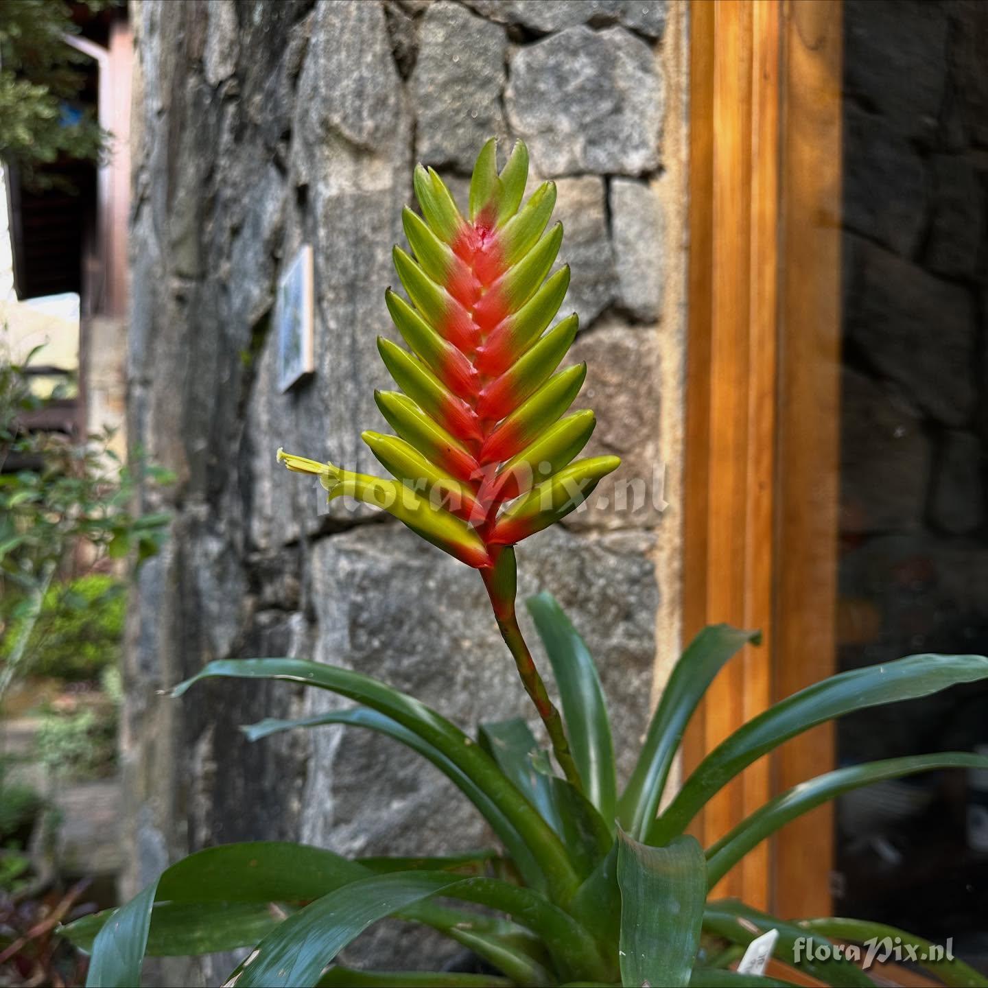 Vriesea interrogatoria