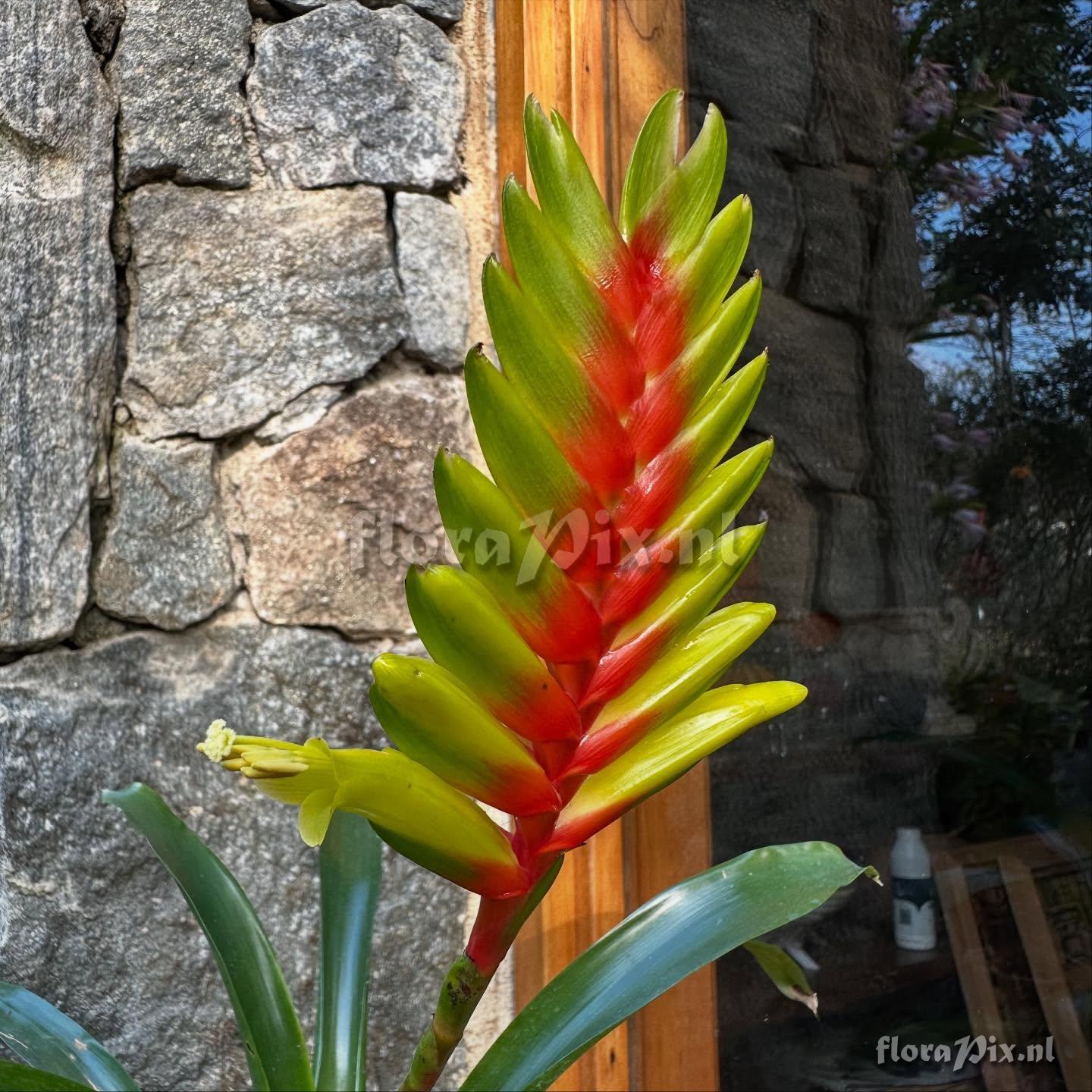 Vriesea interrogatoria