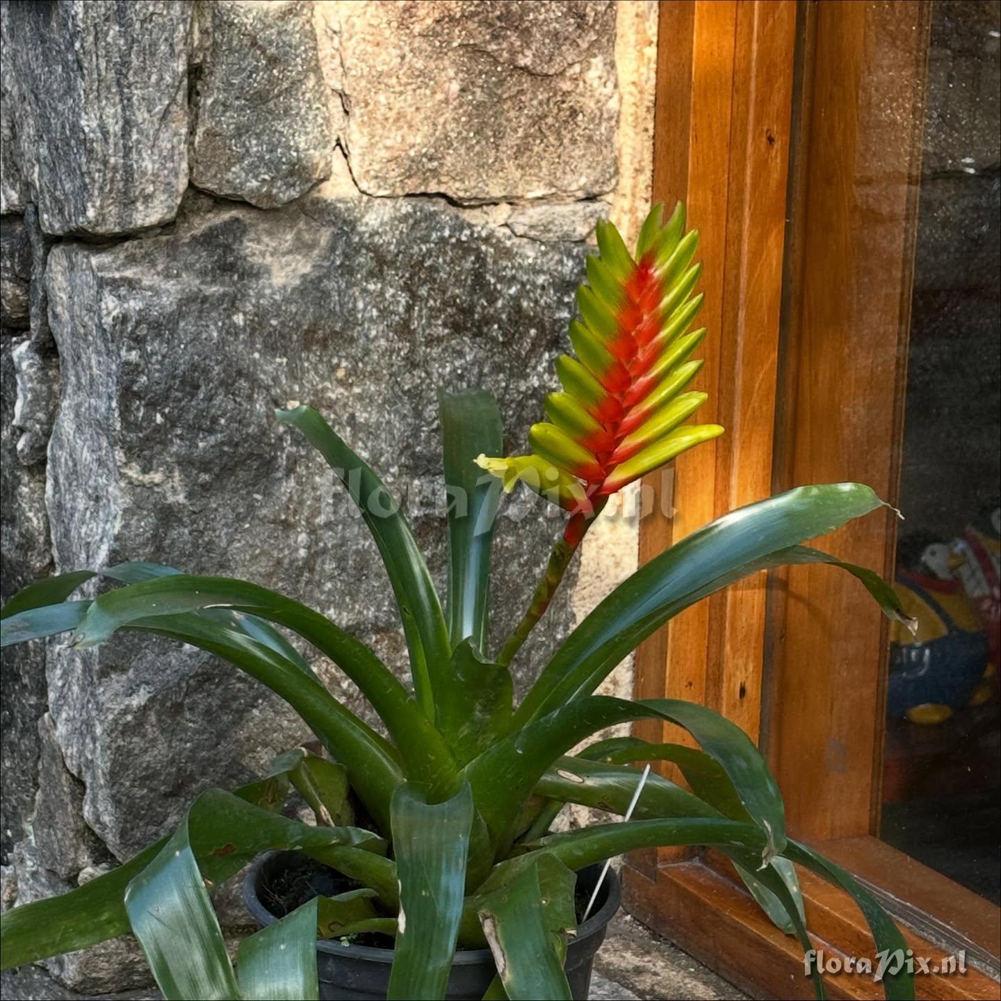 Vriesea interrogatoria