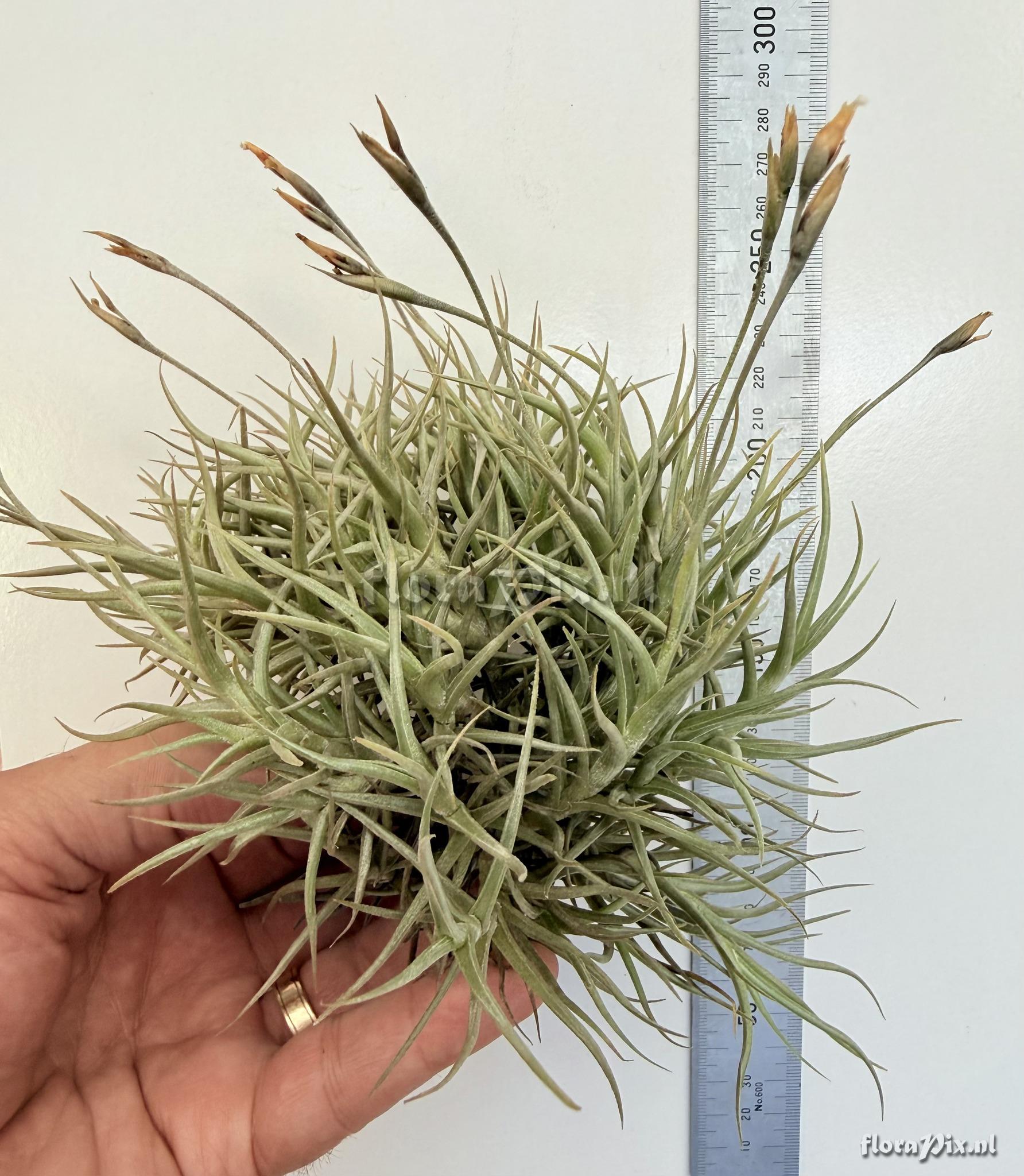 Tillandsia erecta