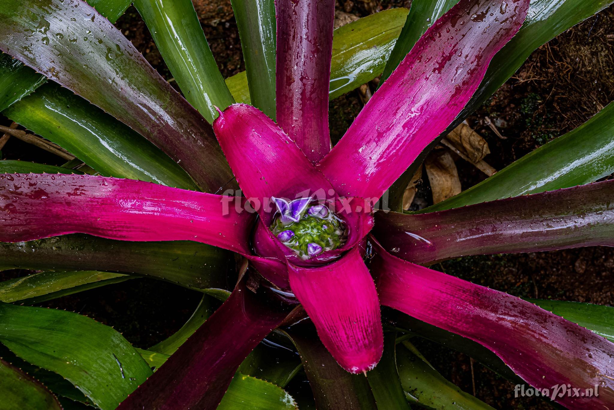 Neoregelia carolinae