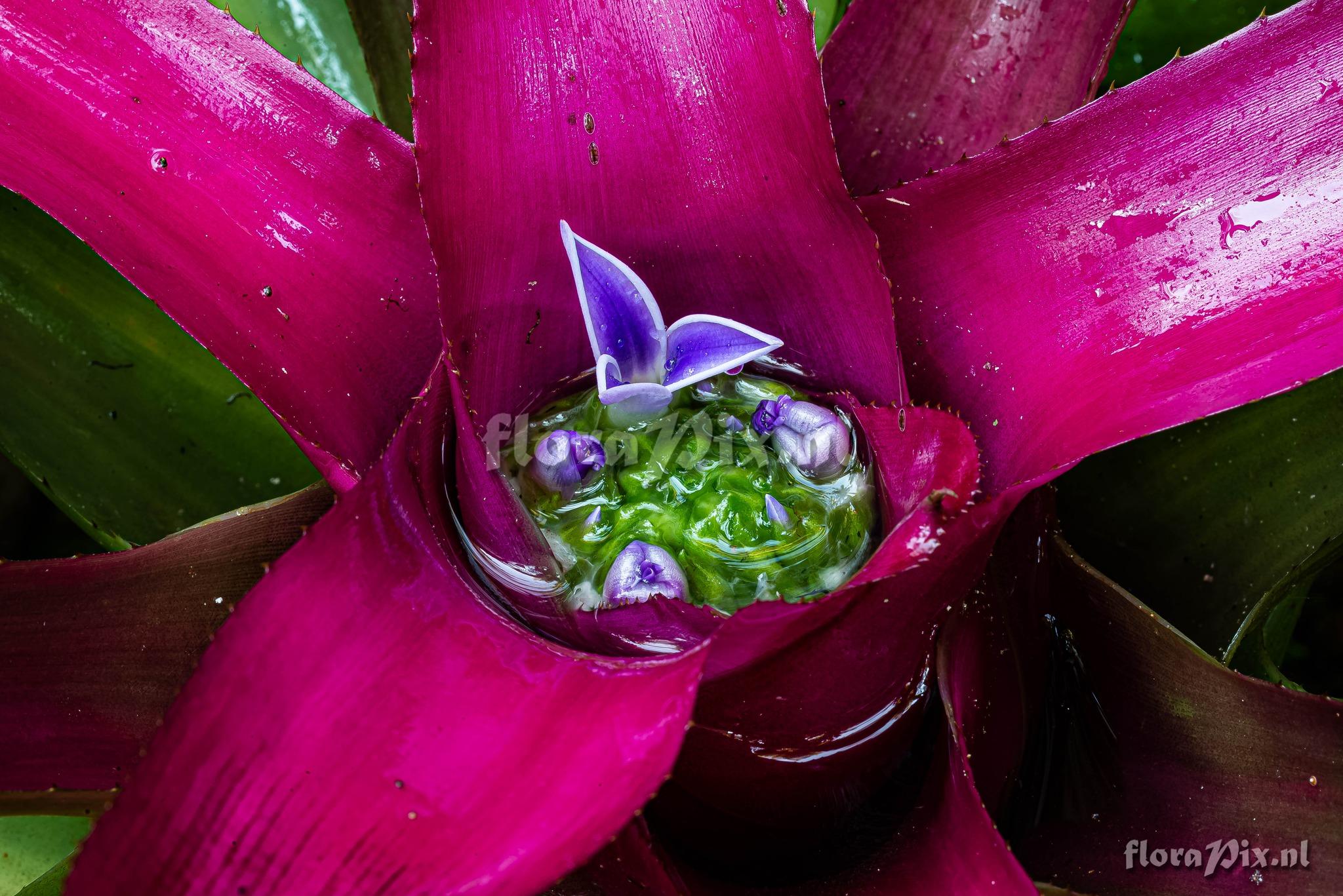 Neoregelia carolinae