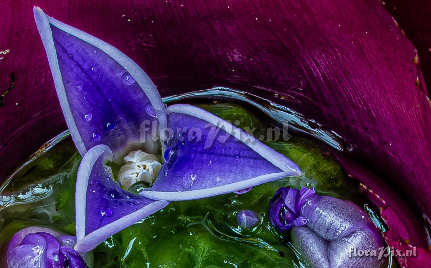 Neoregelia carolinae