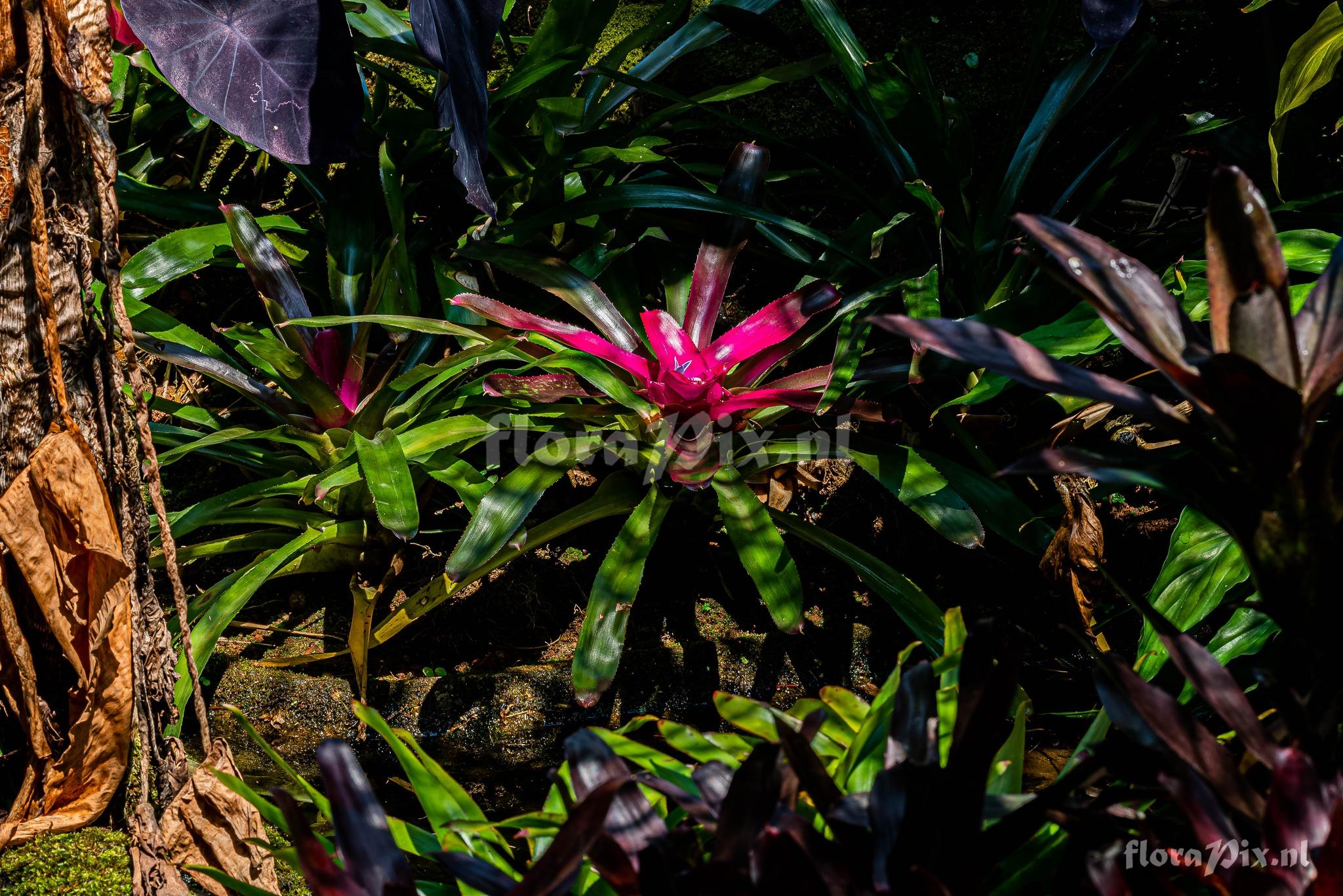 Neoregelia carolinae