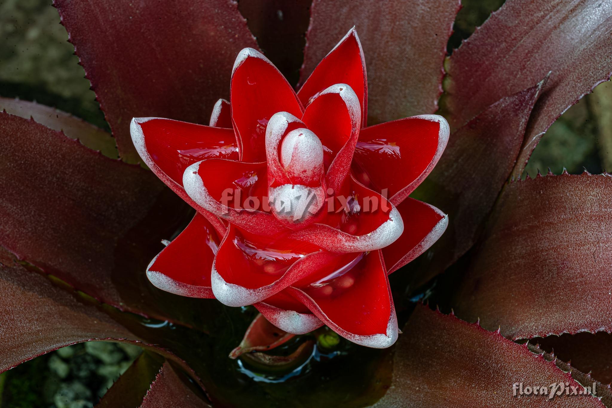 Aechmea nidularioides