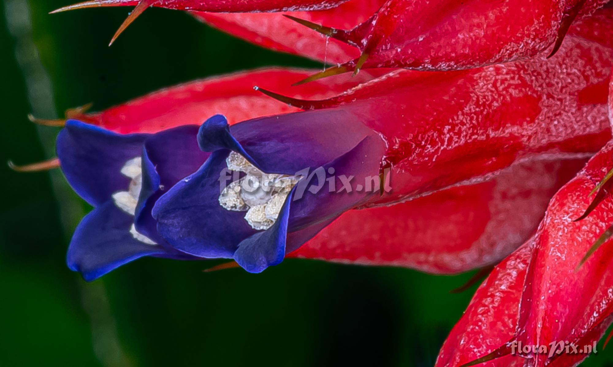 Aechmea phanerophlebia