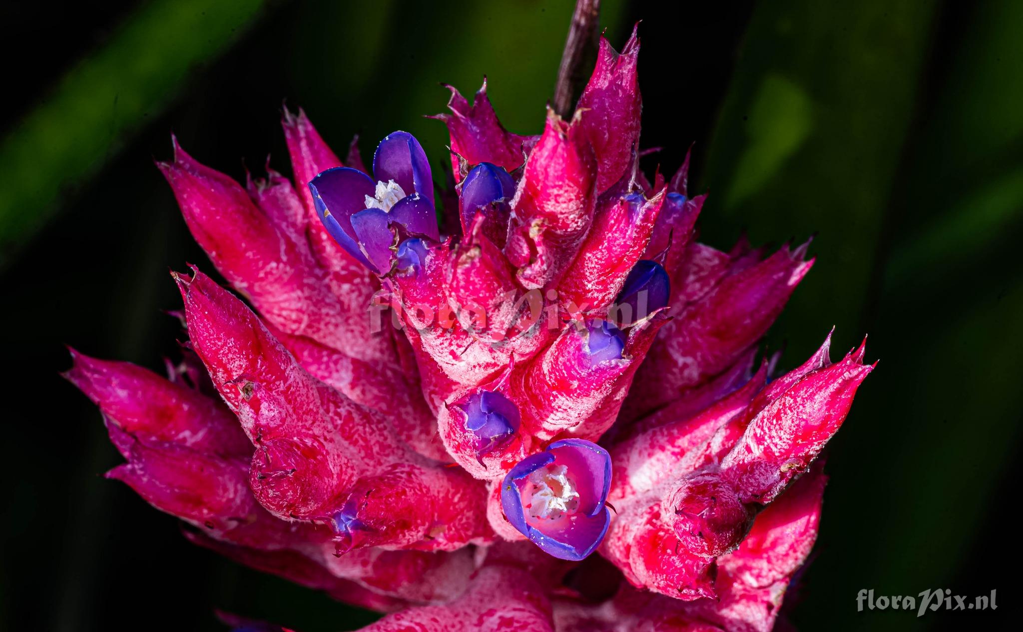 Aechmea distichantha