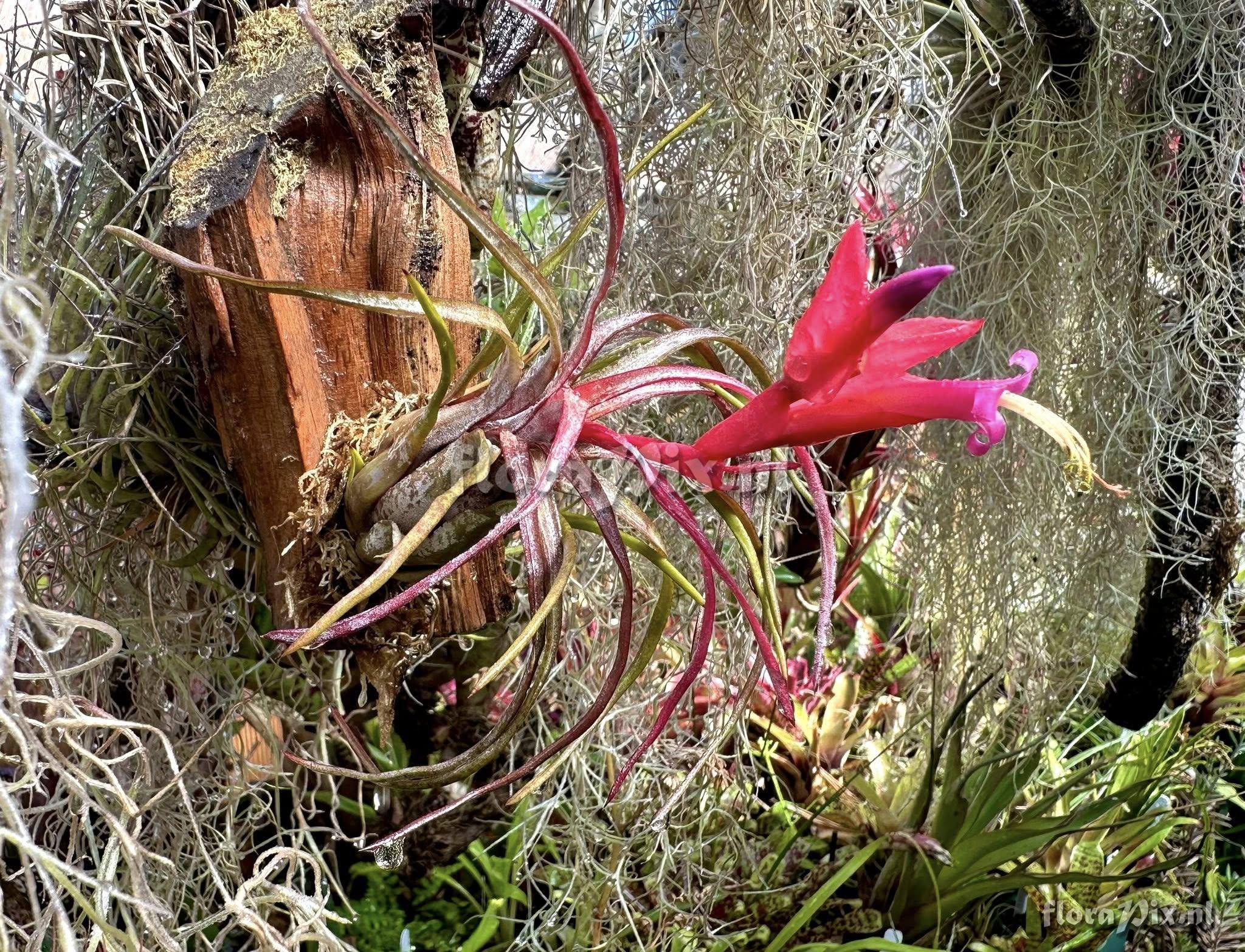 Tillandsia paraensis