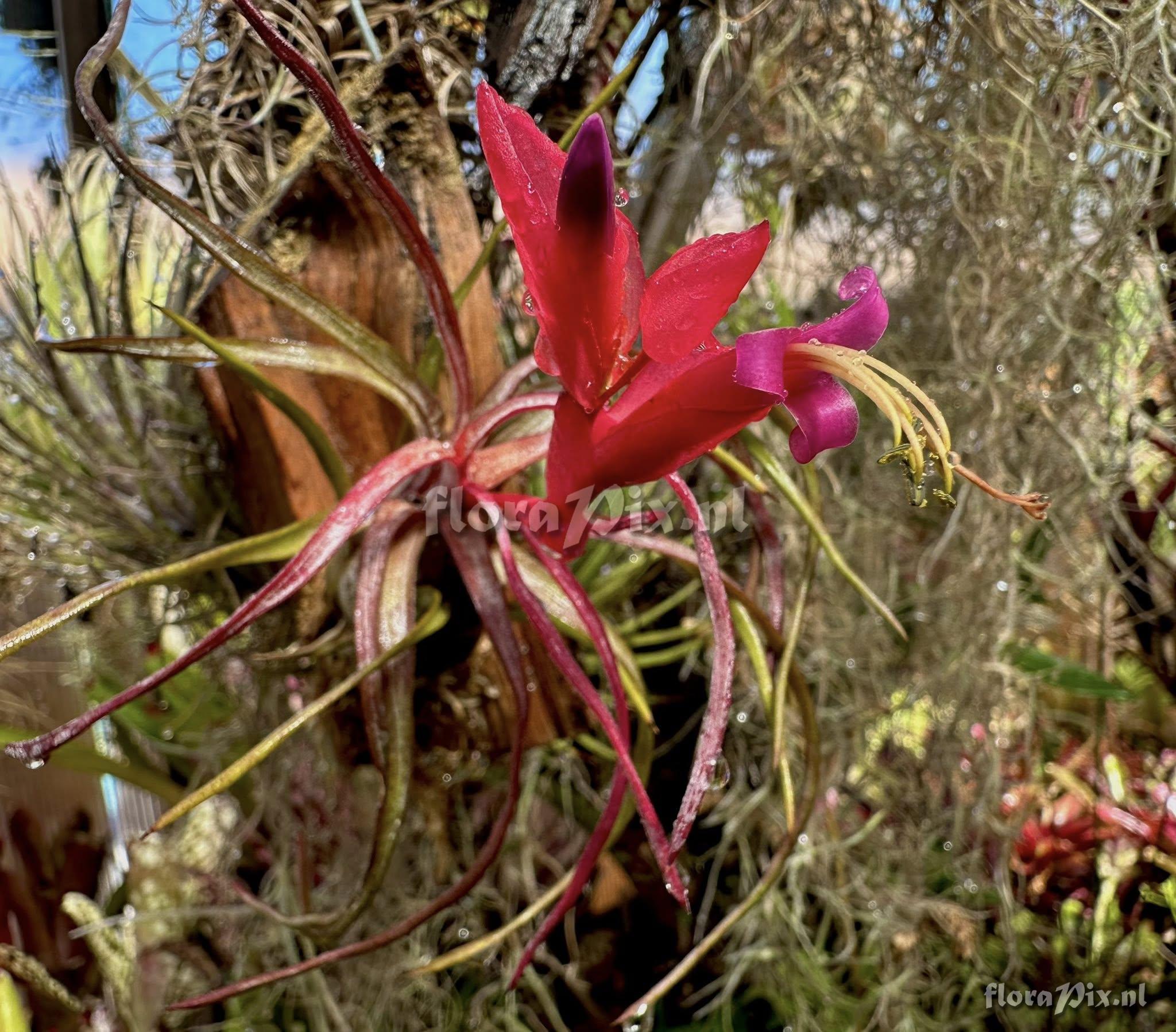 Tillandsia paraensis