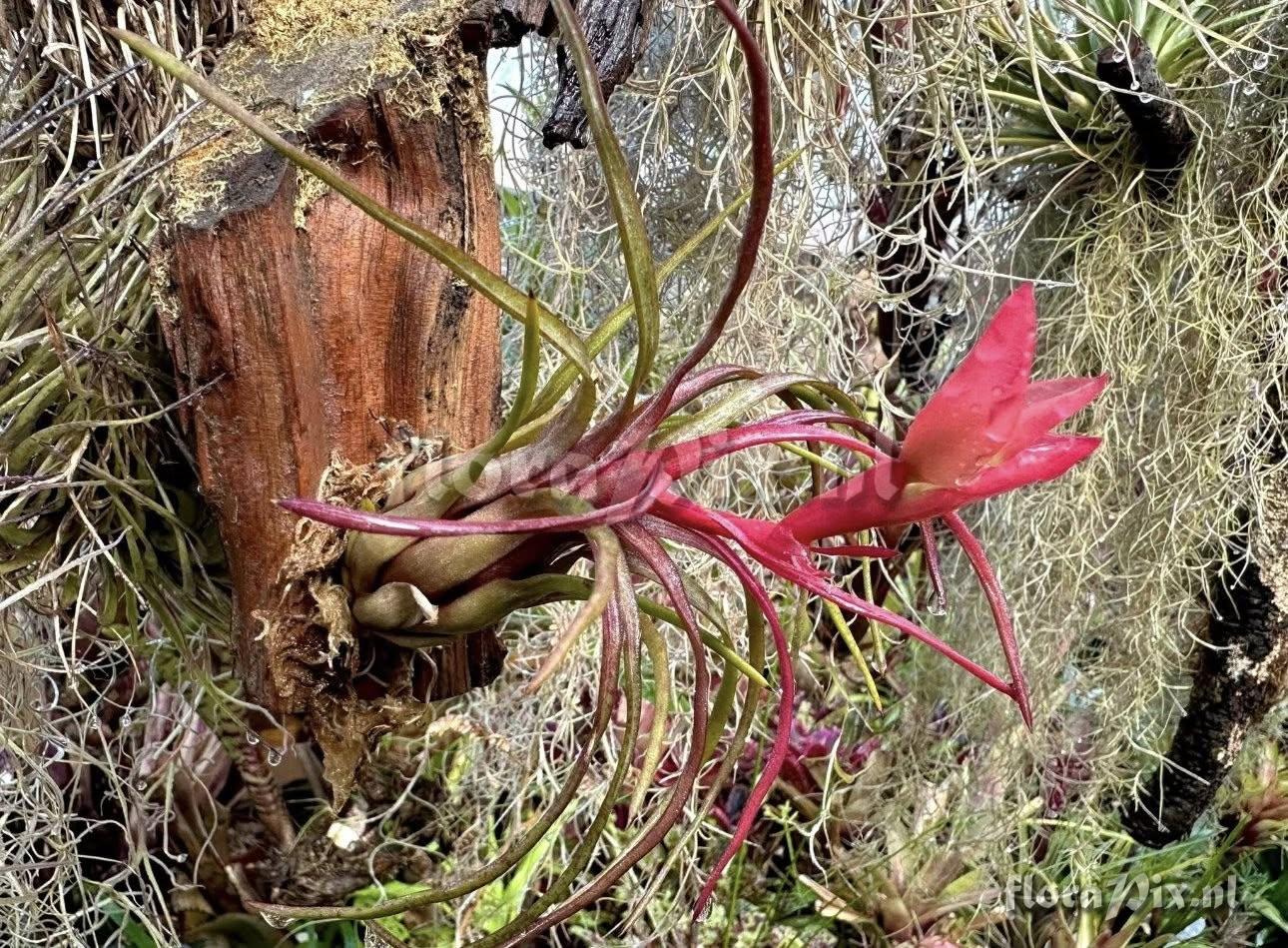 Tillandsia paraensis