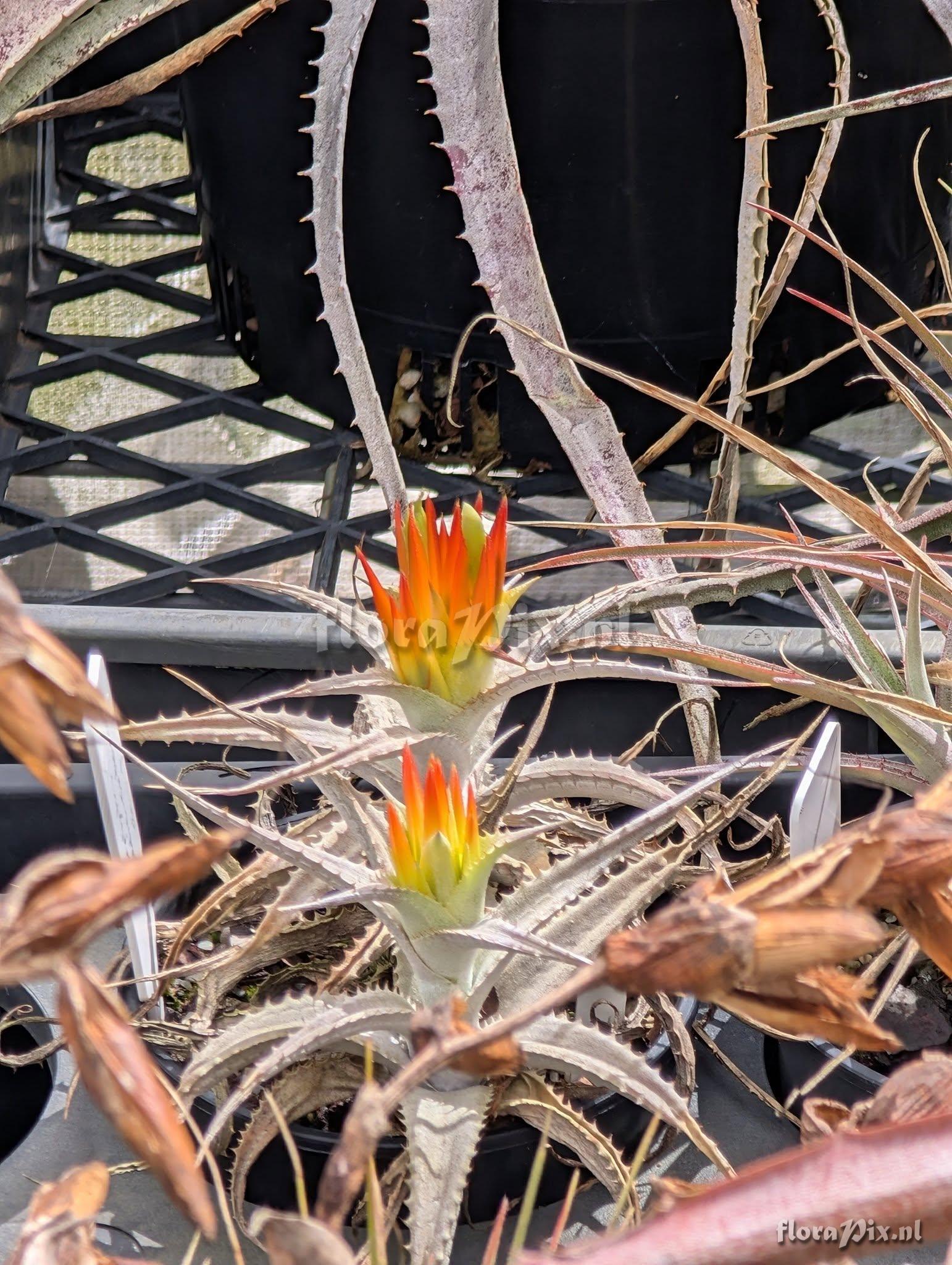Orthophytum eddie-estevesii