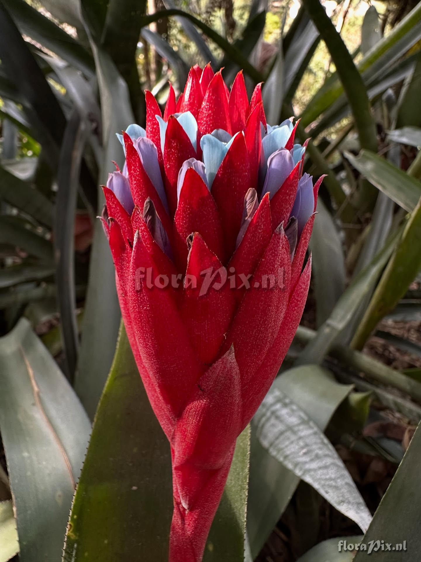 Quesnelia strobilospica