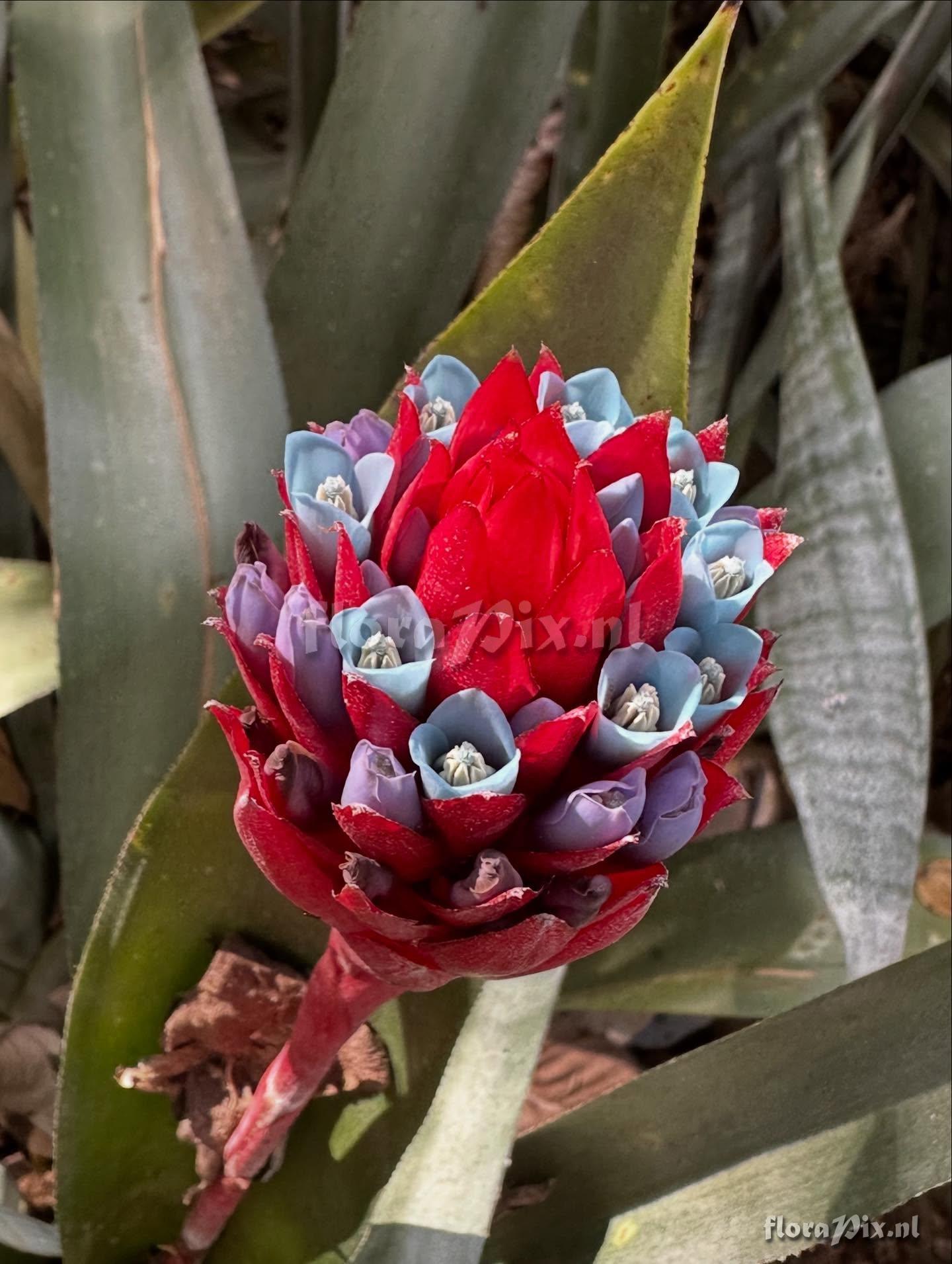 Quesnelia strobilospica