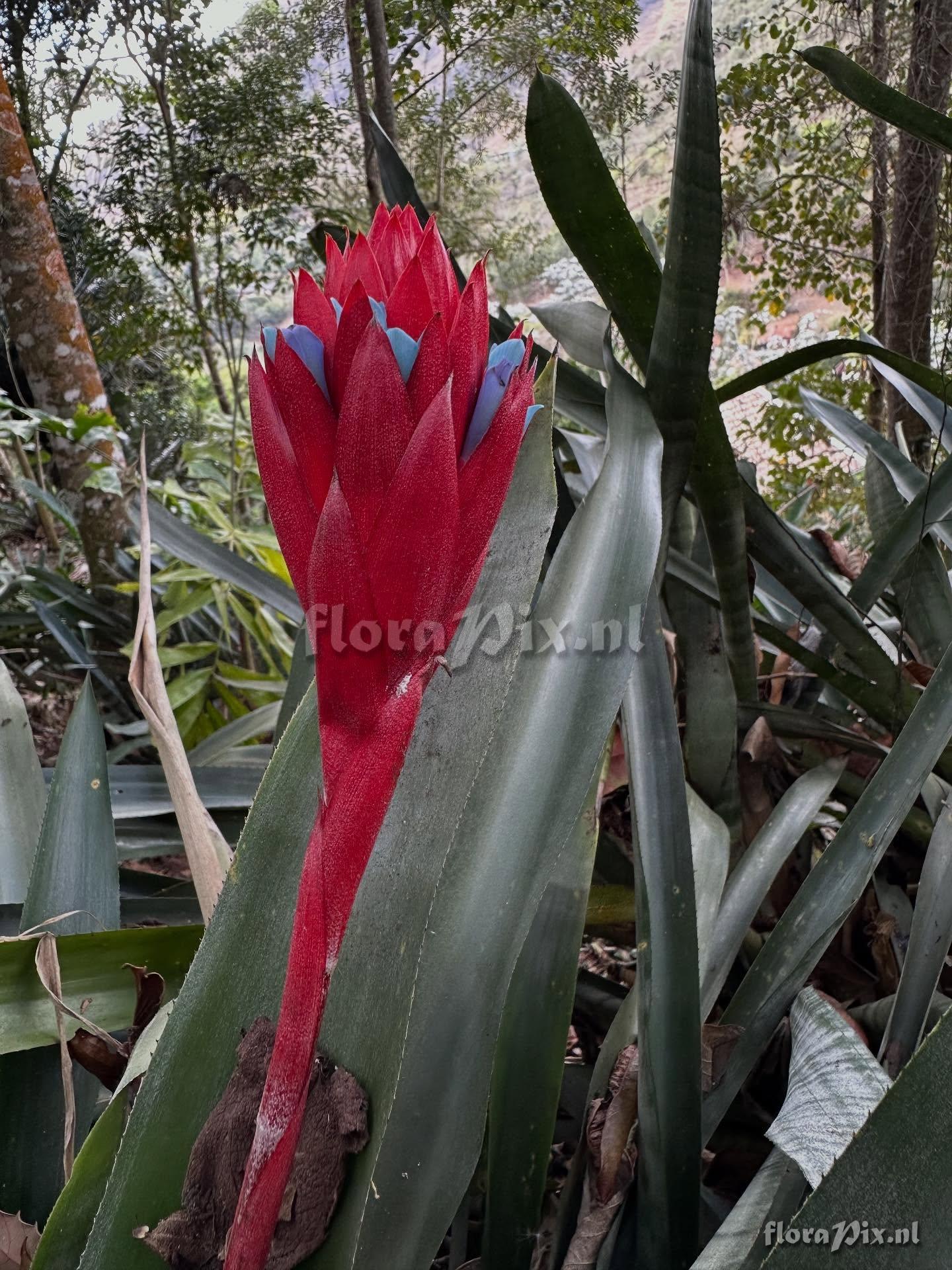 Quesnelia strobilospica