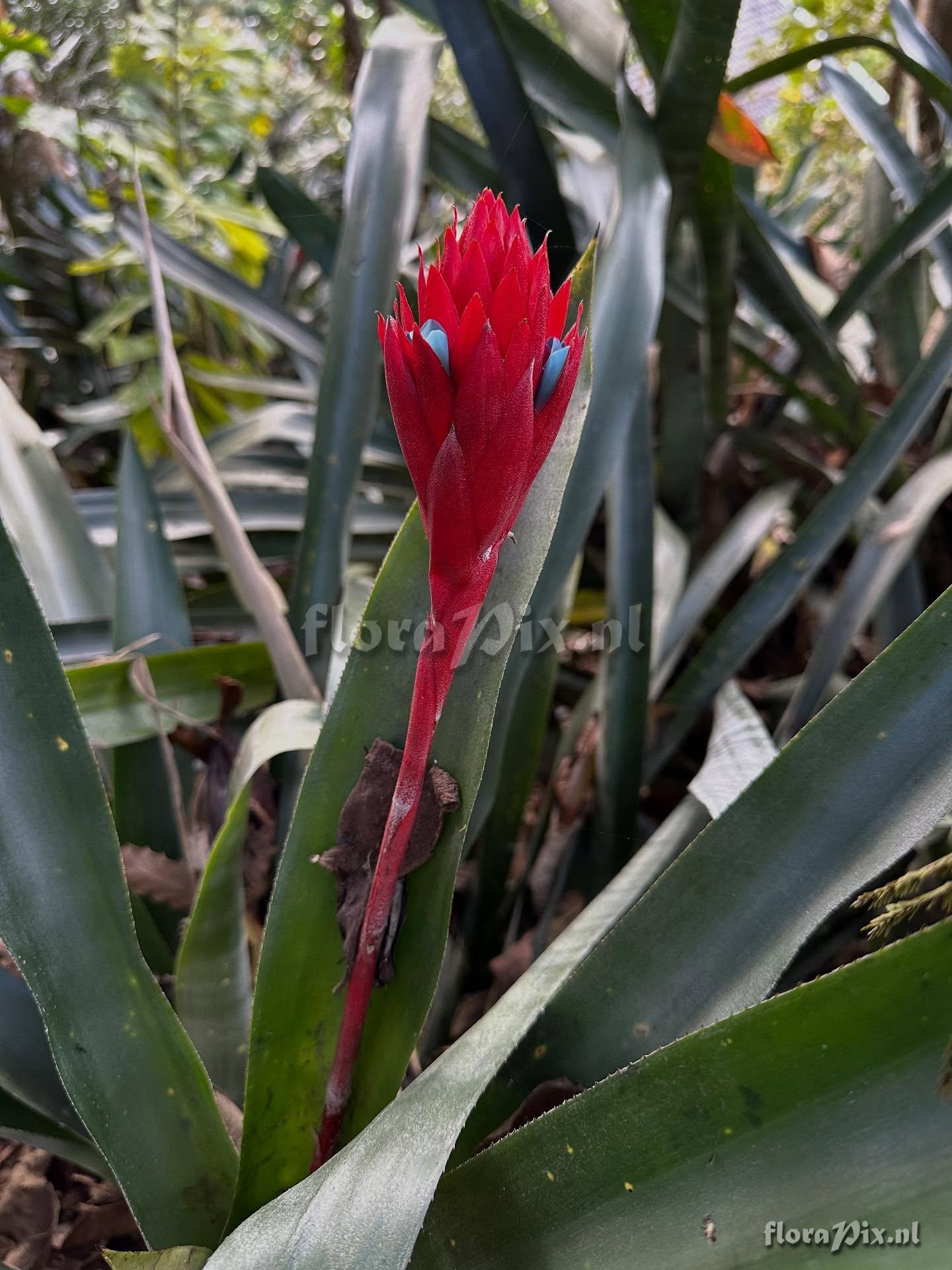 Quesnelia strobilospica