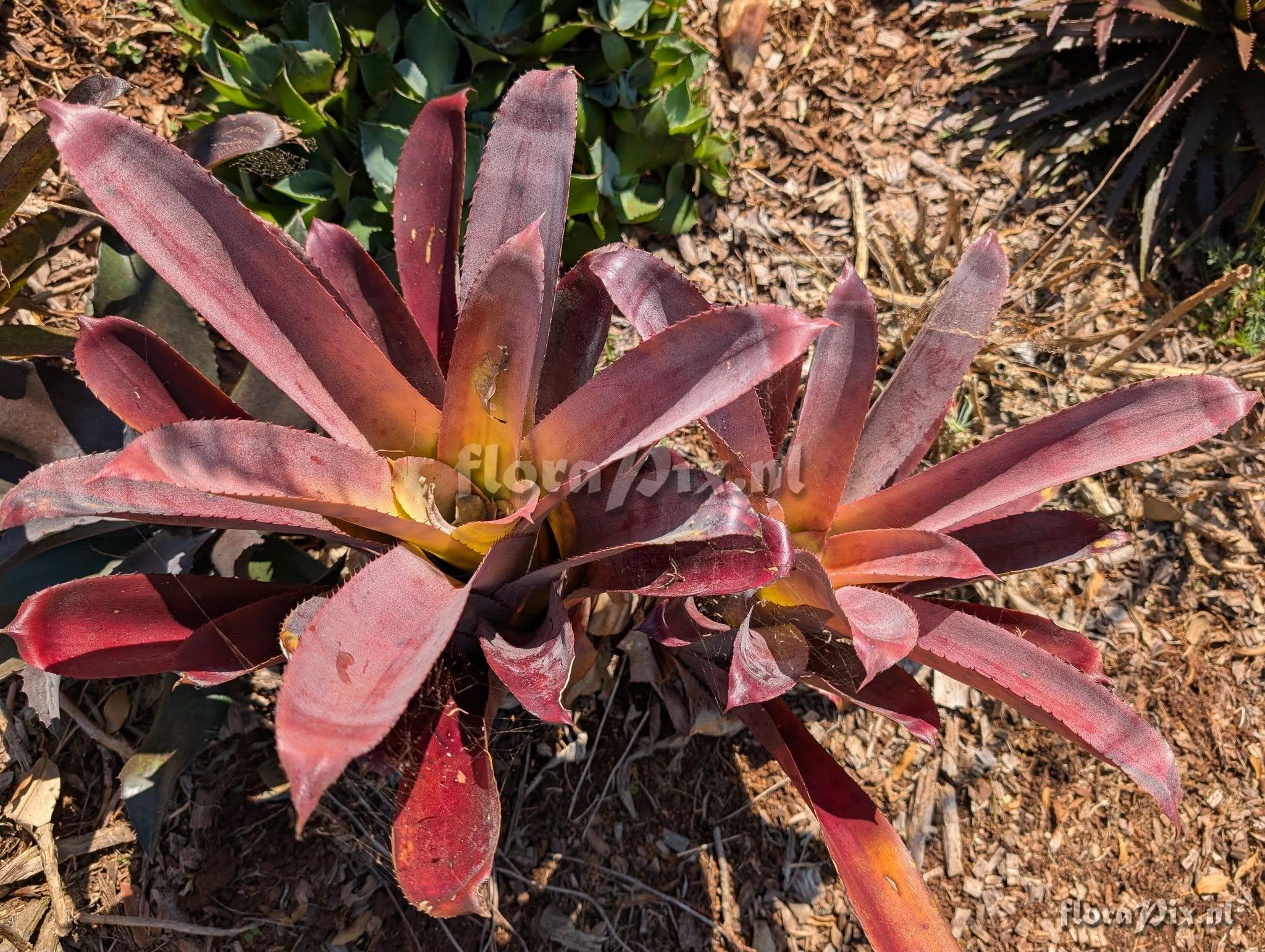 Hohenbergia edmundoi