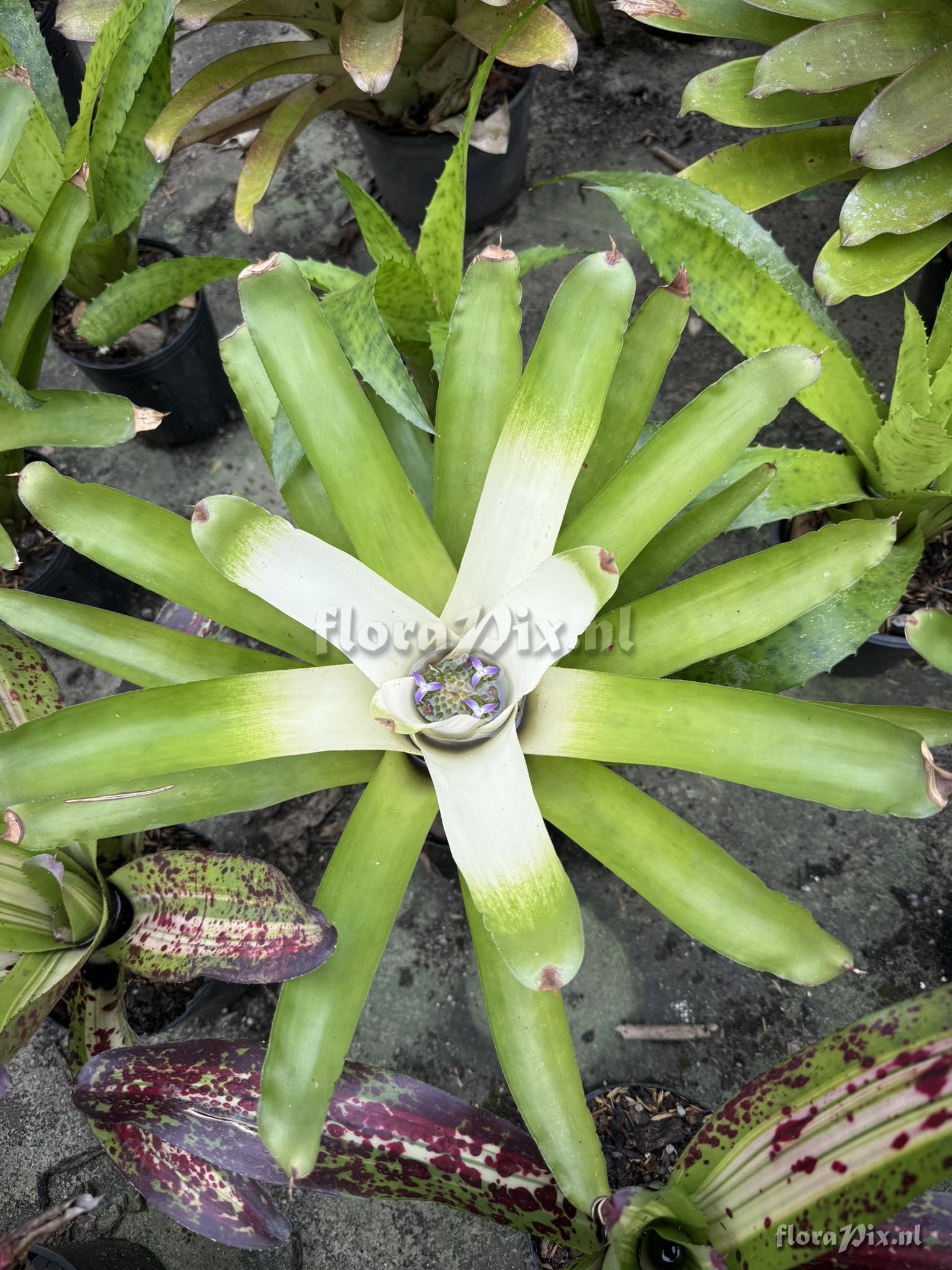 Neoregelia nivea