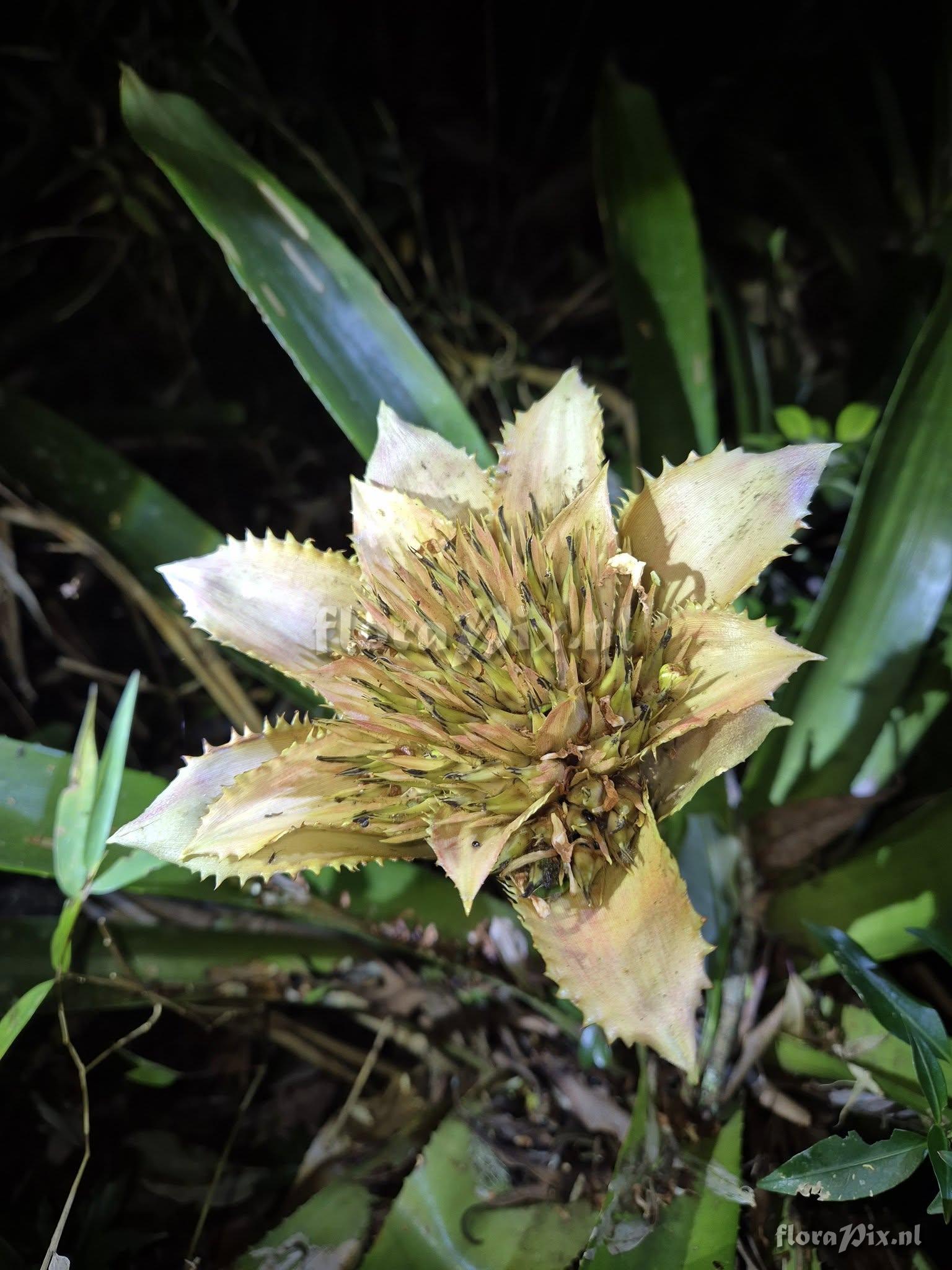 Wittrockia organensis