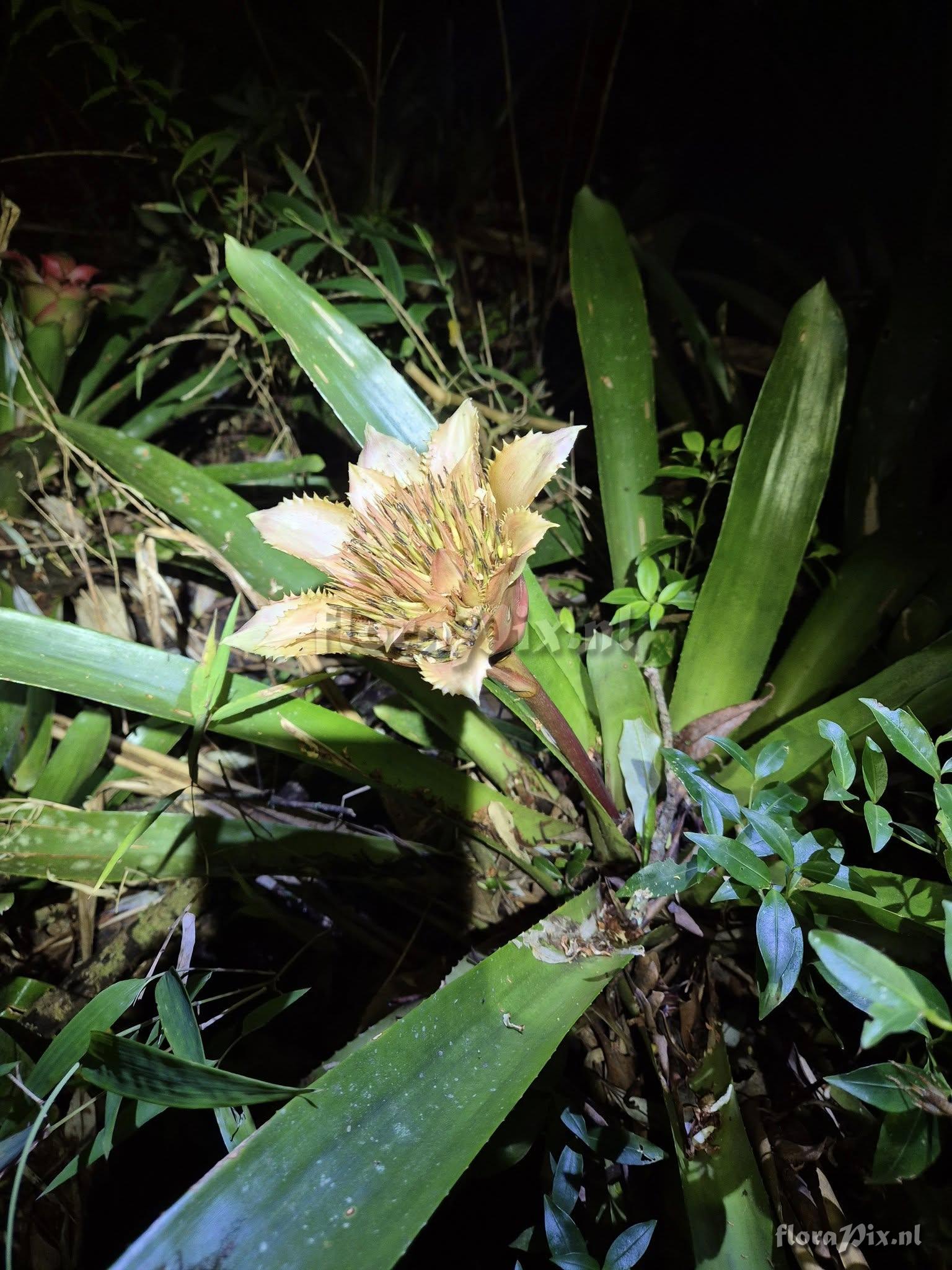 Wittrockia organensis