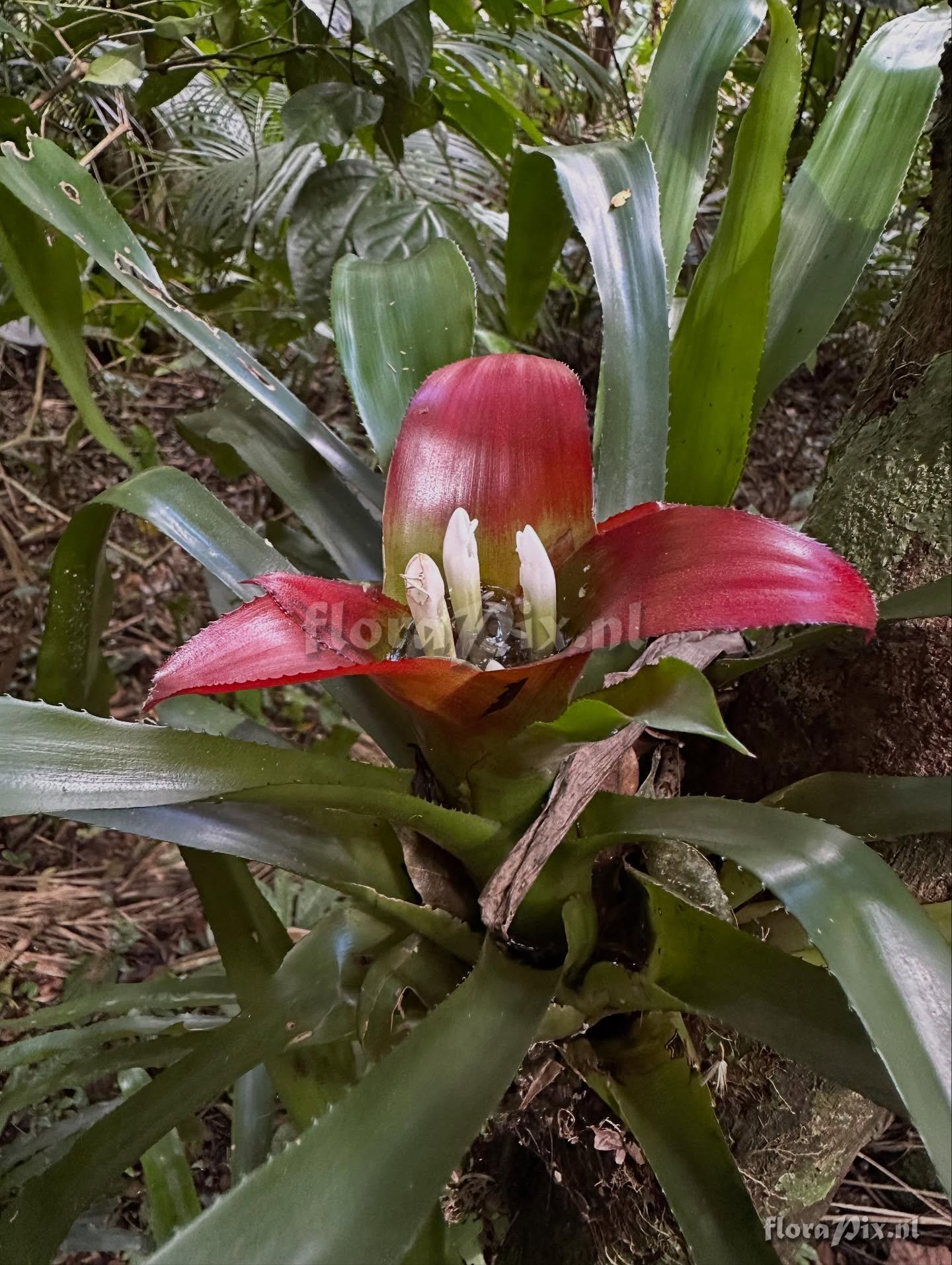 Nidularium longiflorum