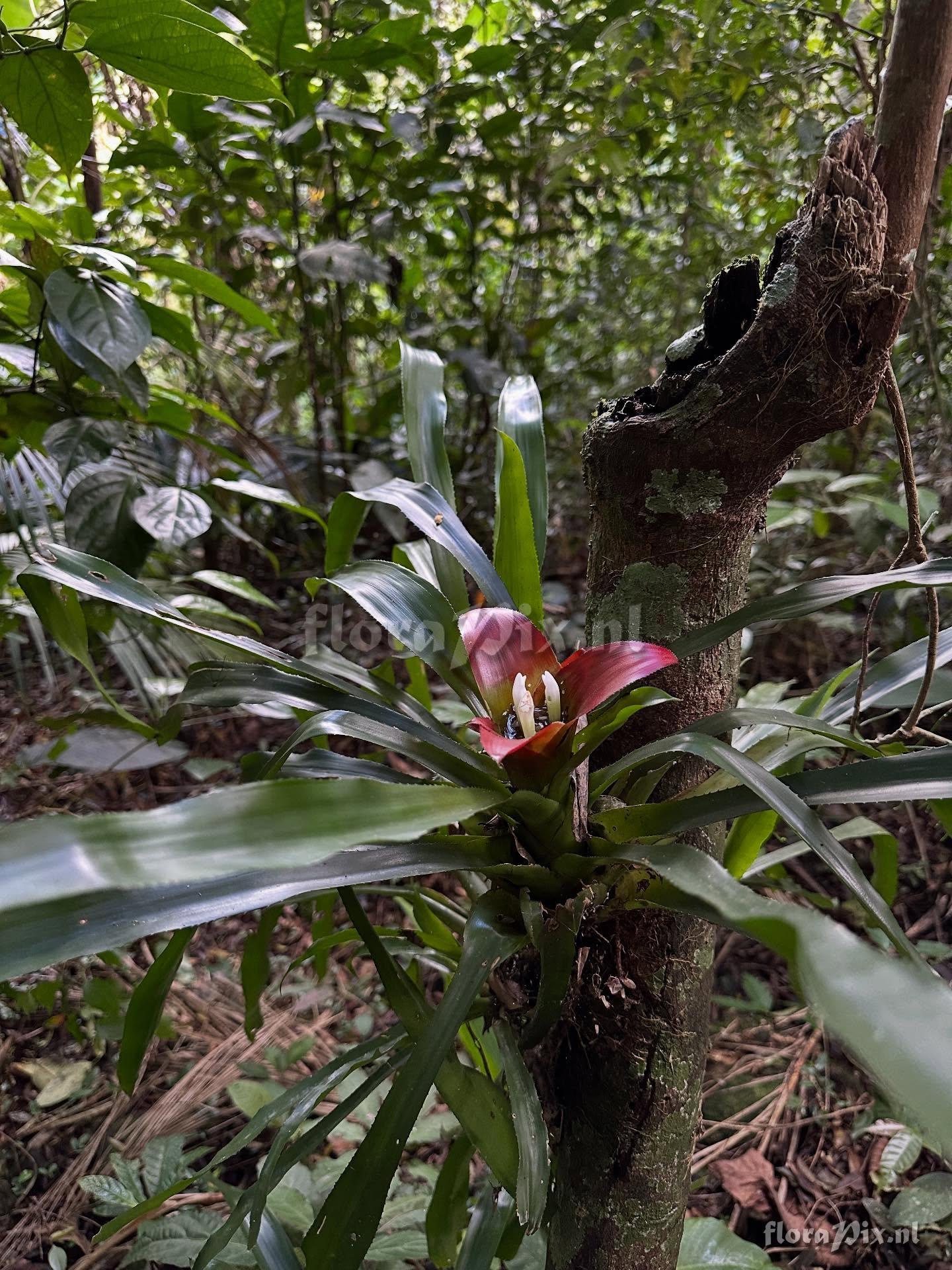 Nidularium longiflorum