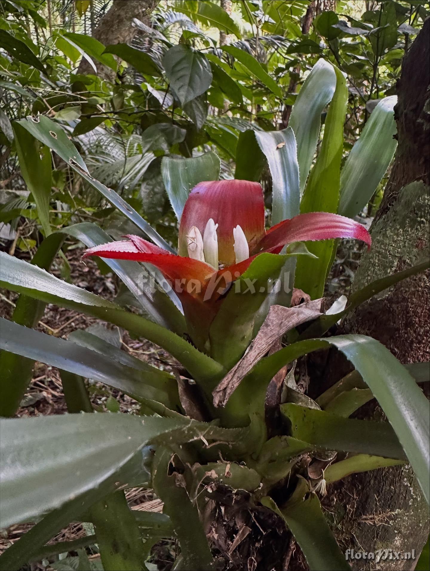 Nidularium longiflorum