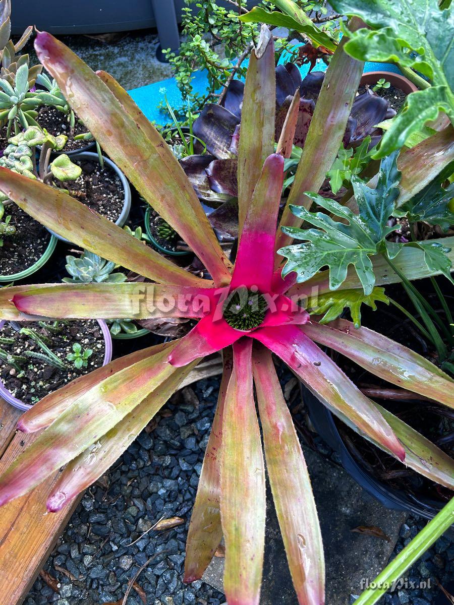 Neoregelia angustifolia