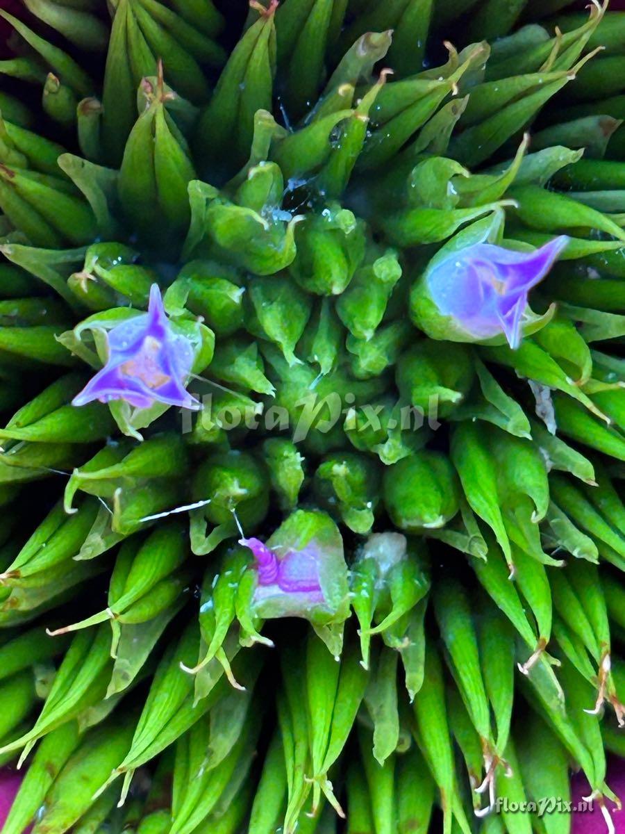 Neoregelia angustifolia